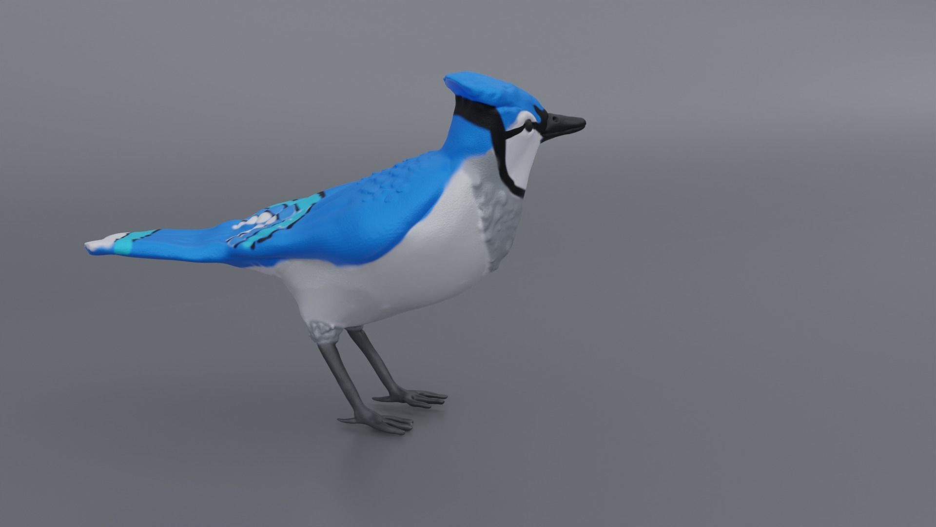 Bluejay jay 3D print model_2