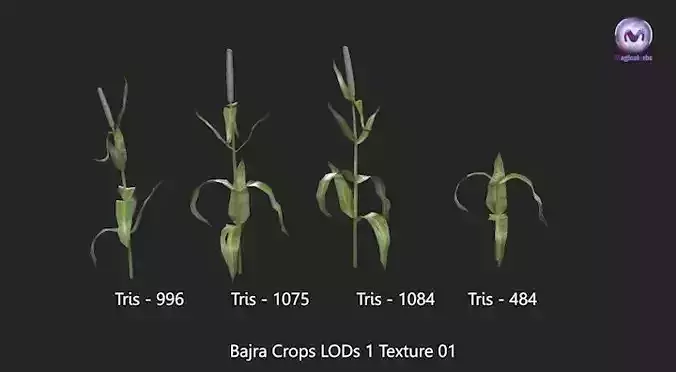 Bajra Crops With LODs and Pbr Game and Metaverse Ready