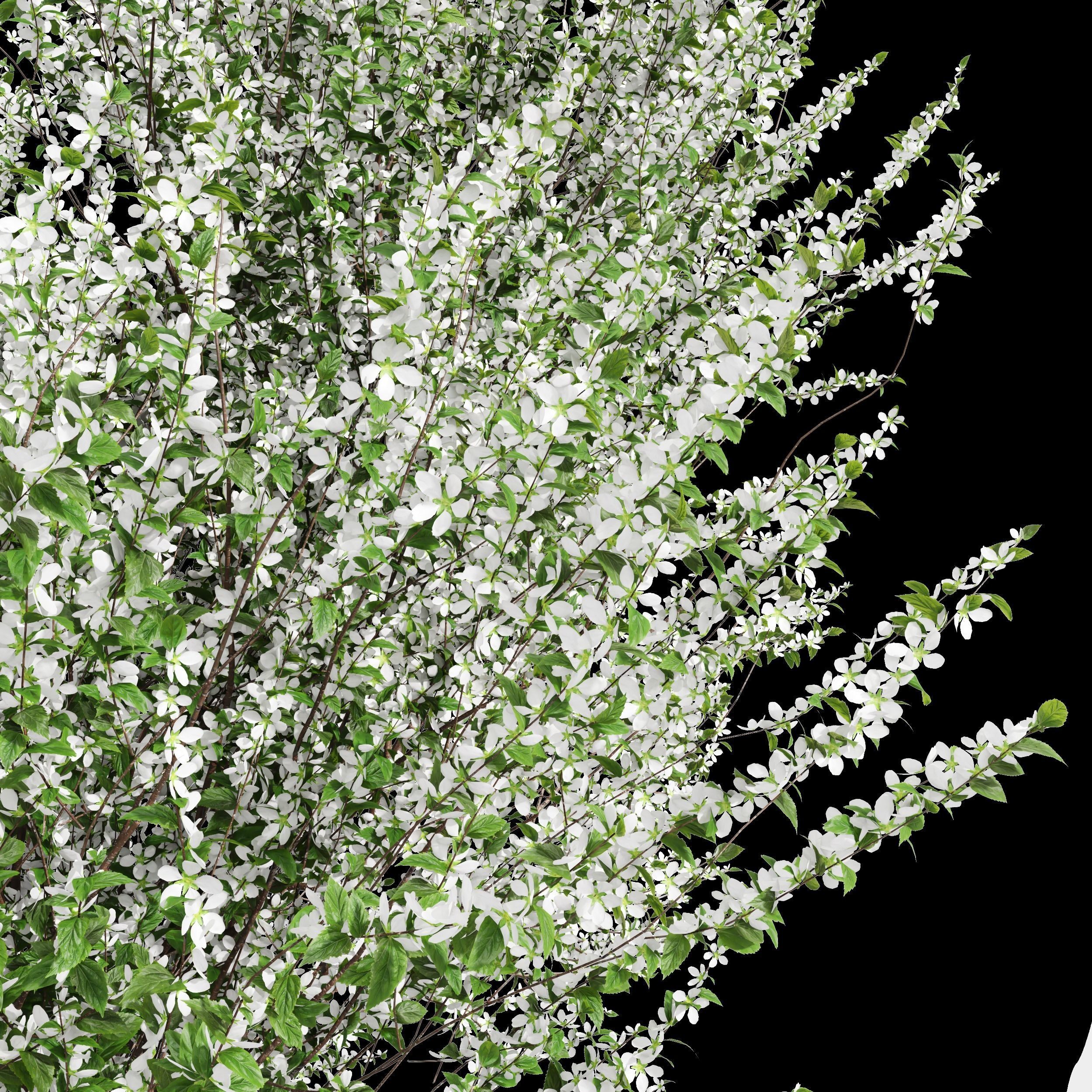 New Tree Prunus Spinosa Bloom Summer 3D model_3