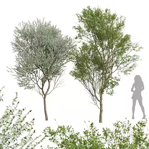 New Tree Prunus Spinosa Bloom Summer 3D model