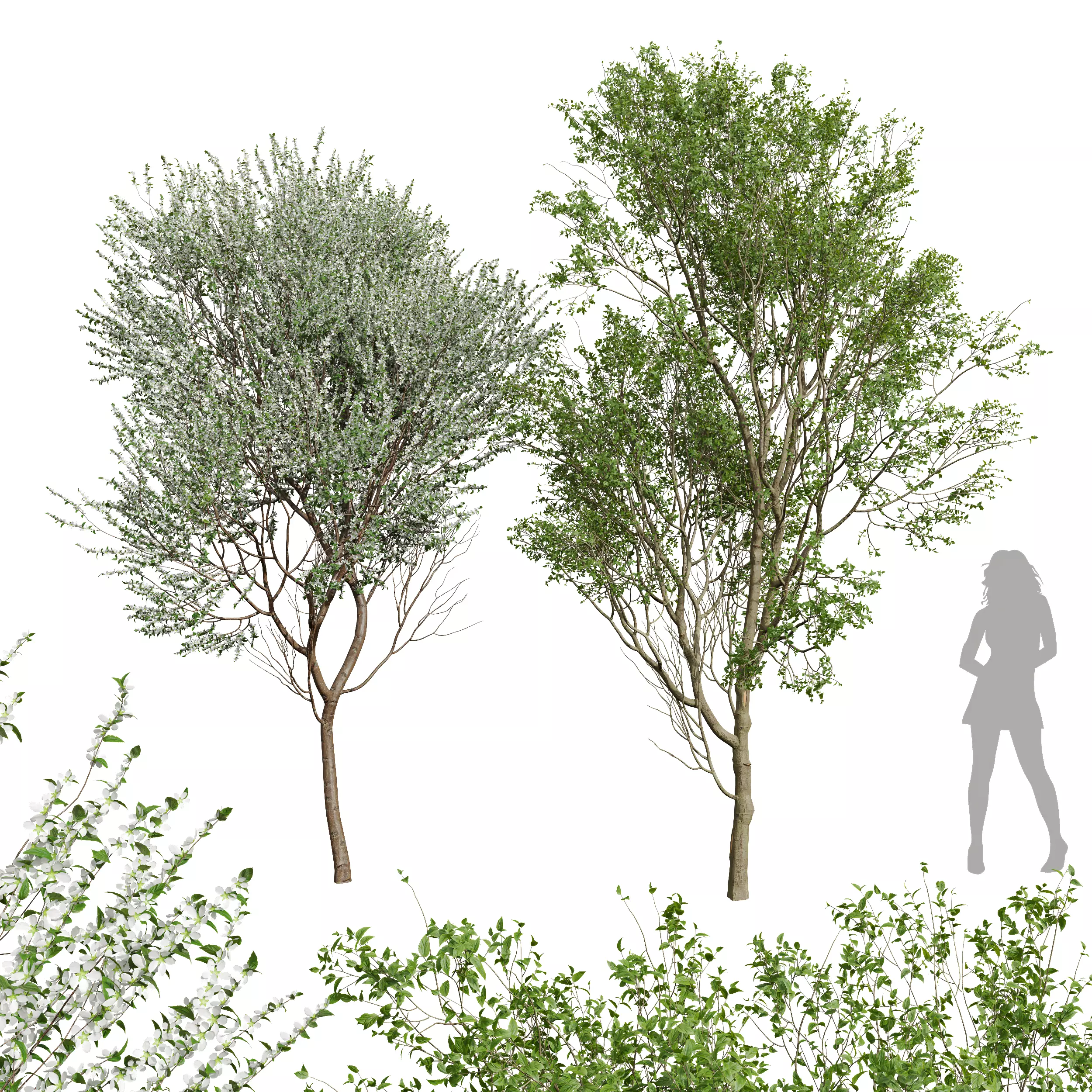 New Tree Prunus Spinosa Bloom Summer 3D model_0