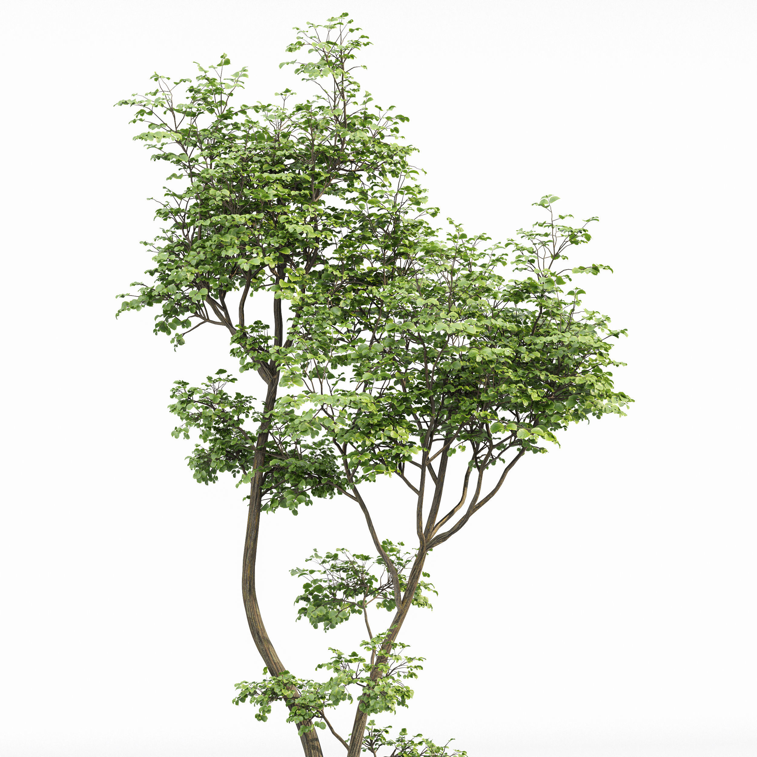New Plant Beautiful Tree Hazel leave Birch Tree 3D model_4