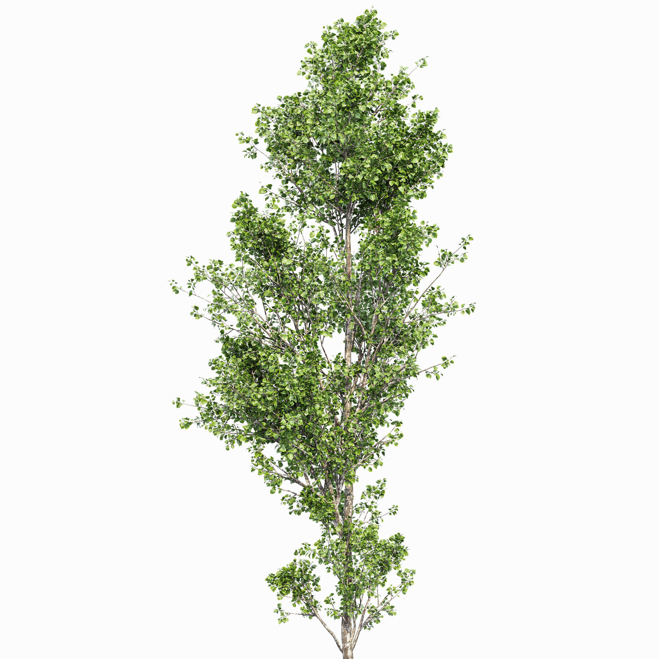 New Plant Beautiful Tree Hazel leave Birch Tree 3D model_3