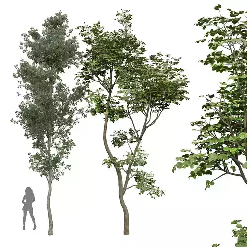 New Plant Beautiful Tree Hazel leave Birch Tree 3D model