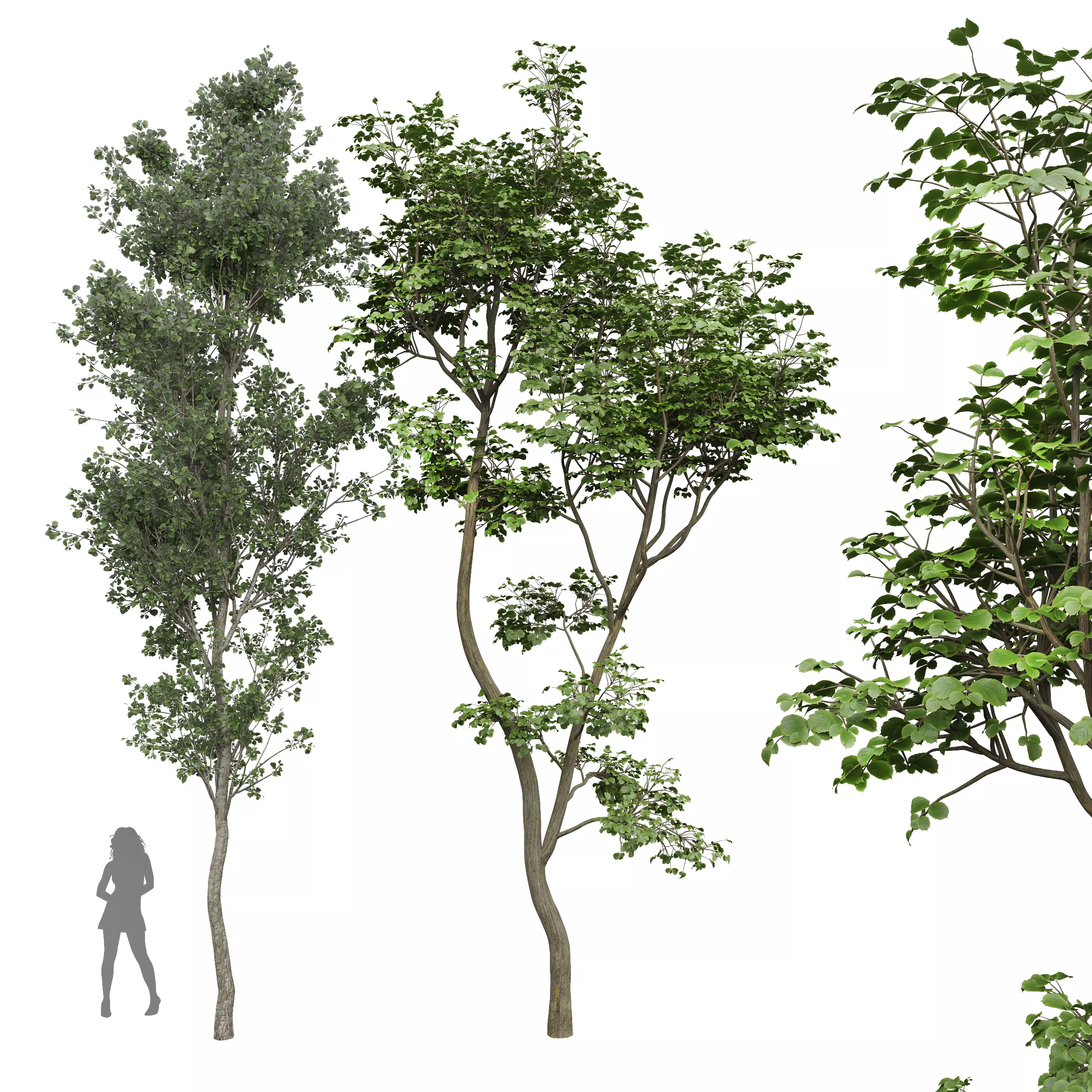 New Plant Beautiful Tree Hazel leave Birch Tree 3D model_0