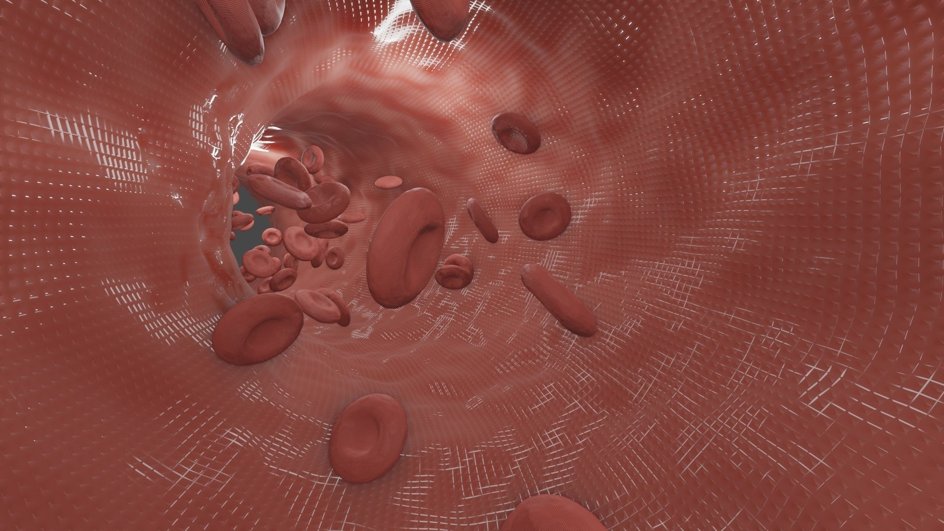 Blood Flow animation 3D model_8