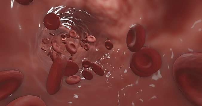Blood Flow animation 3D model