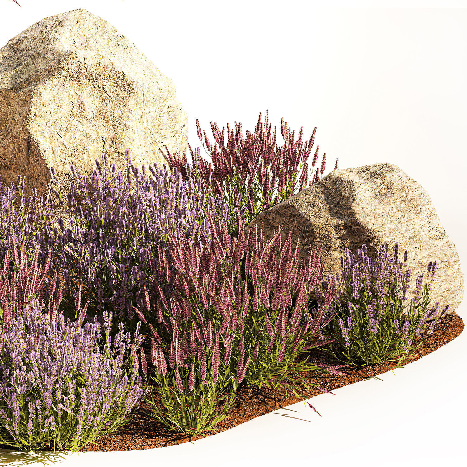 Alpine Slide With Lavender Bushes Sage And Stones 1191 3D model_3