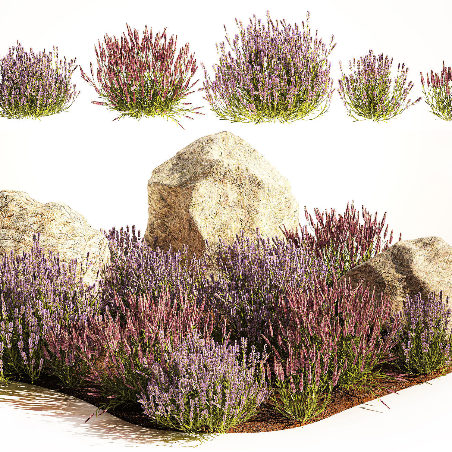 Alpine Slide With Lavender Bushes Sage And Stones 1191 3D model_2