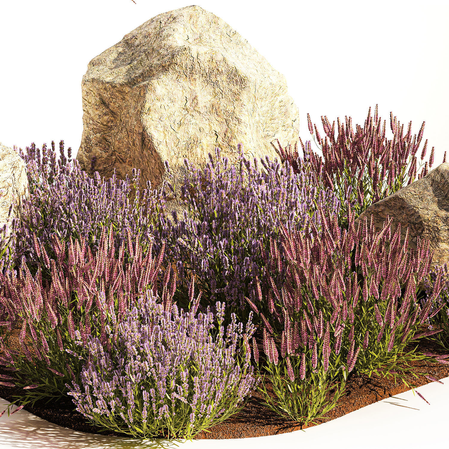 Alpine Slide With Lavender Bushes Sage And Stones 1191 3D model_4
