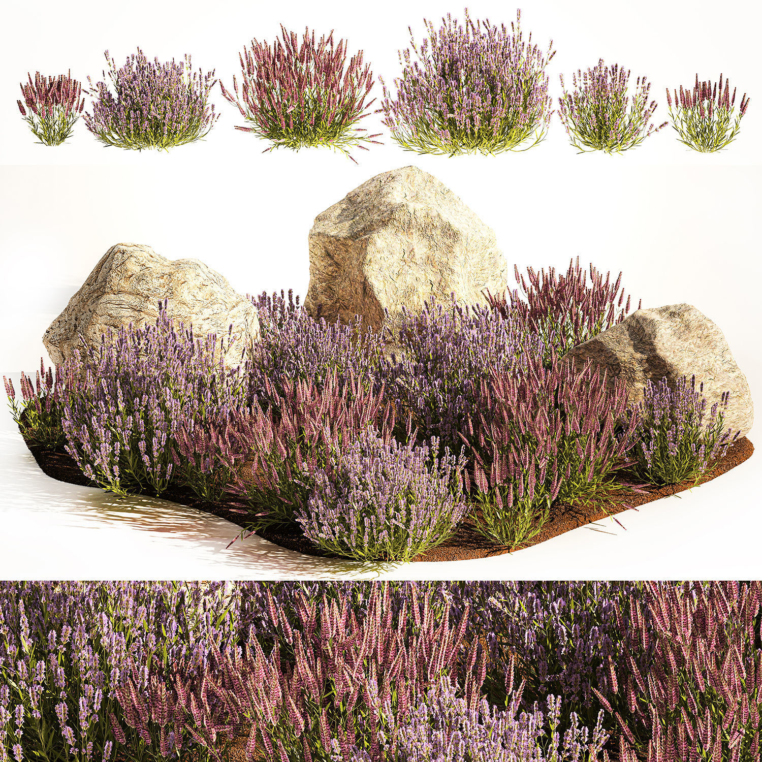 Alpine Slide With Lavender Bushes Sage And Stones 1191 3D model_1