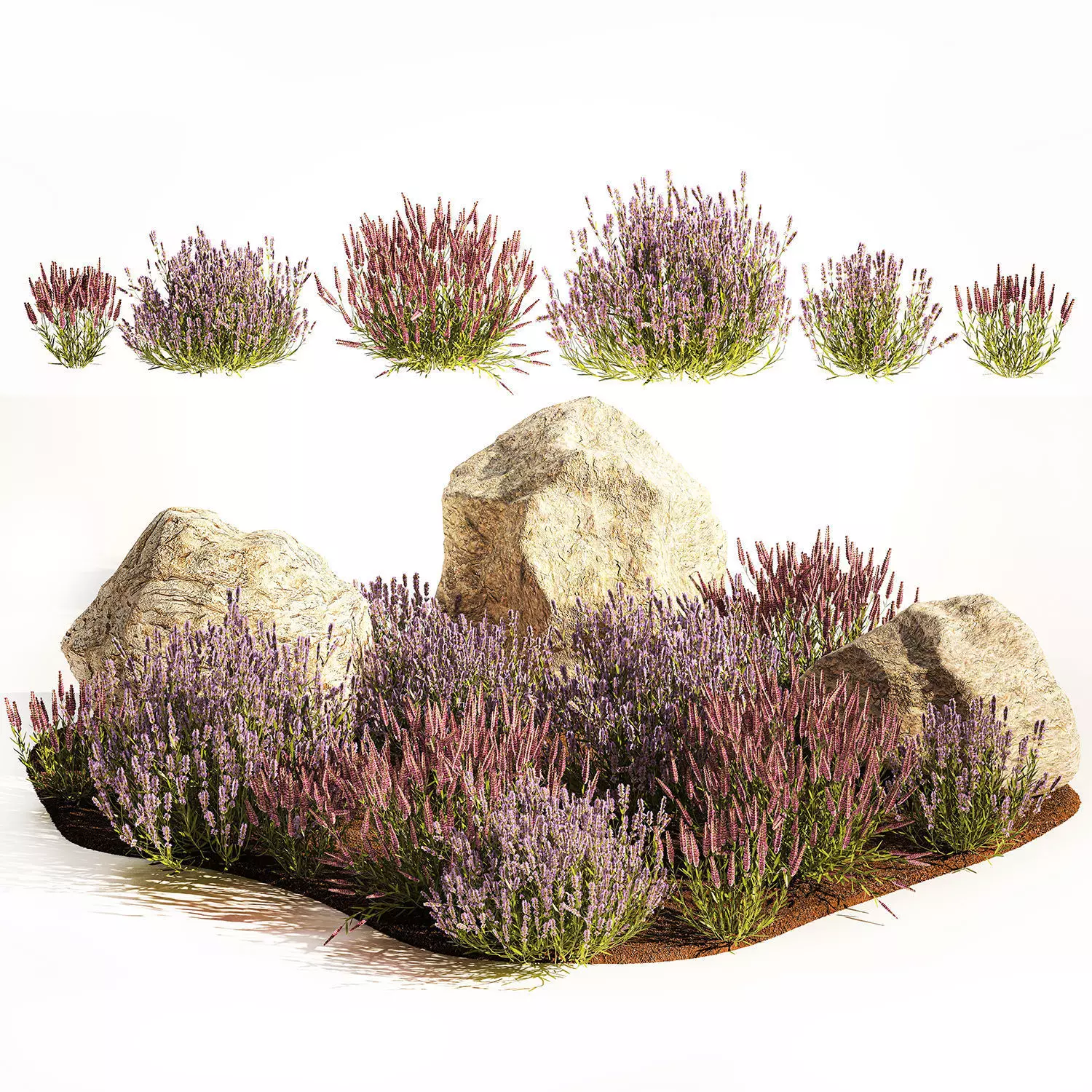 Alpine Slide With Lavender Bushes Sage And Stones 1191 3D model_0