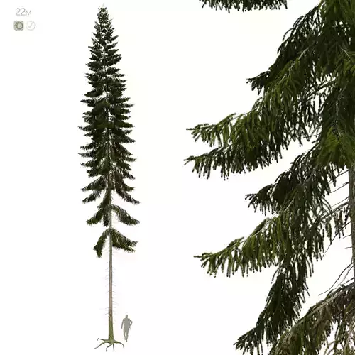 Spruce 22m 3D model