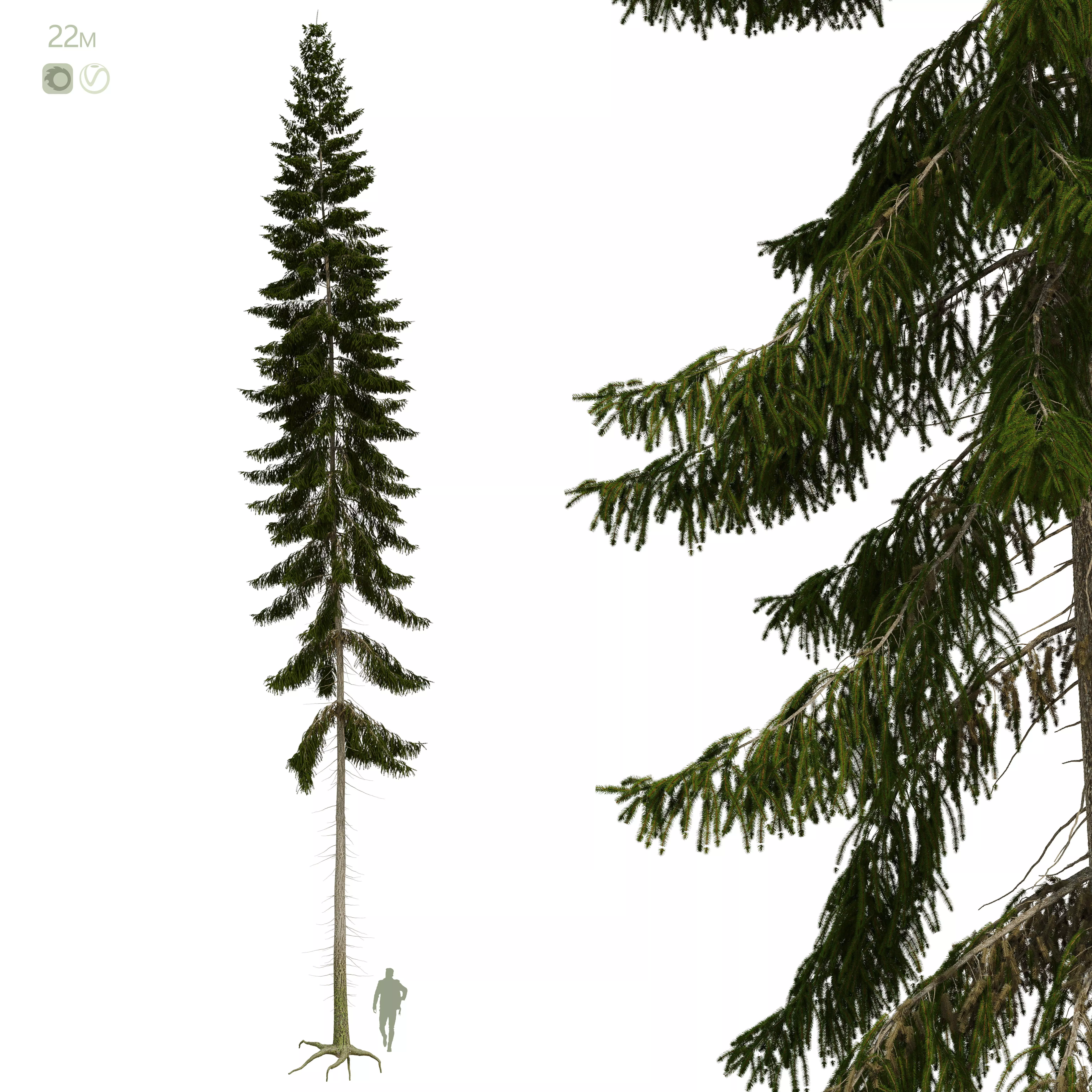 Spruce 22m 3D model
