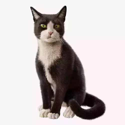  Cat Tuxedo Rigged Animated 3D model