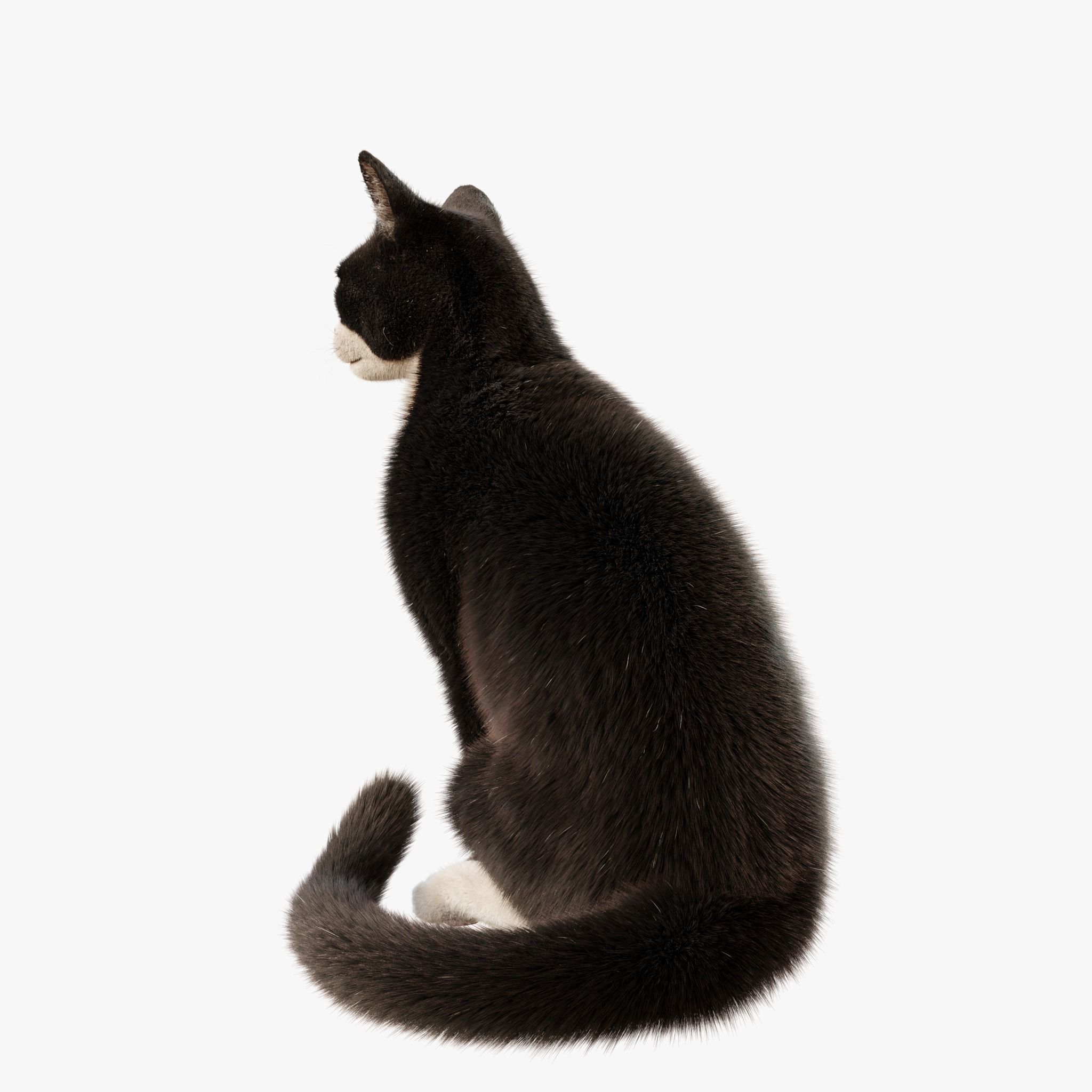  Cat Tuxedo Rigged Animated 3D model_3