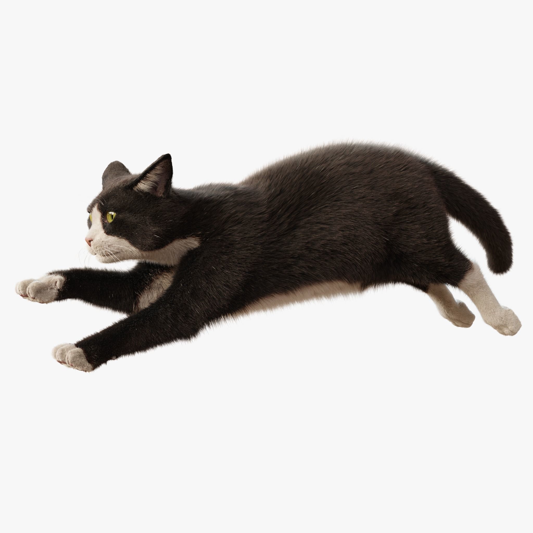  Cat Tuxedo Rigged Animated 3D model_8