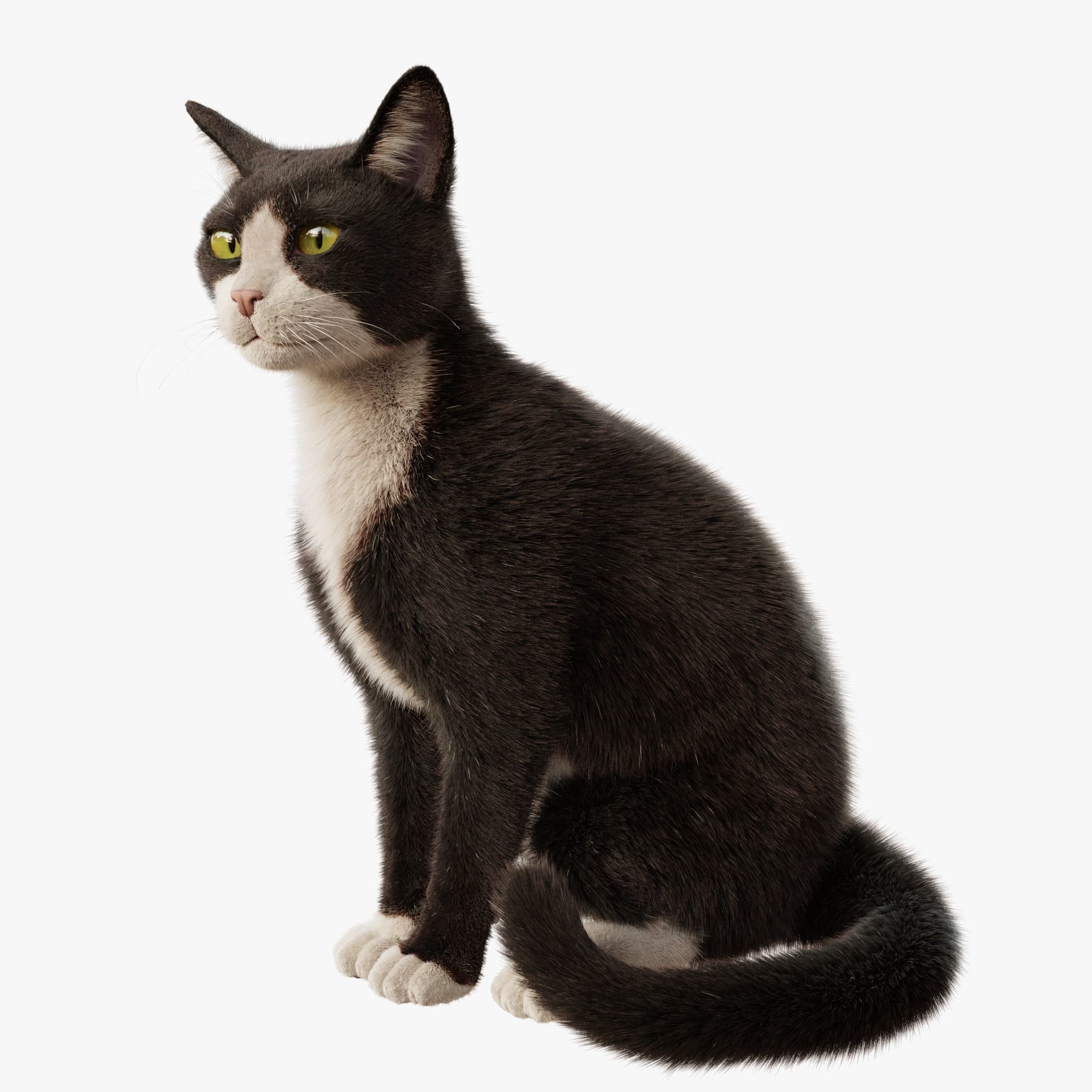  Cat Tuxedo Rigged Animated 3D model_2