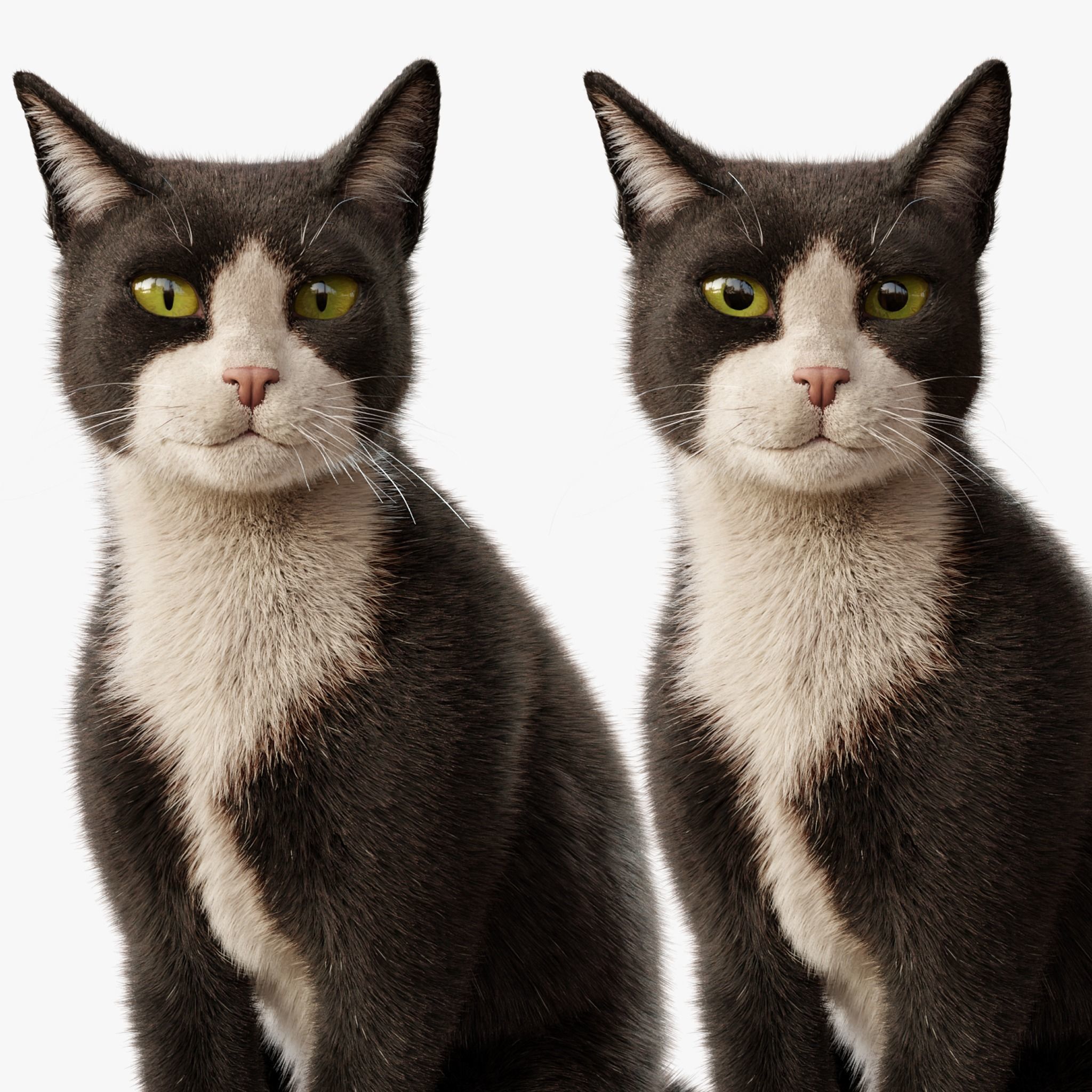  Cat Tuxedo Rigged Animated 3D model_10