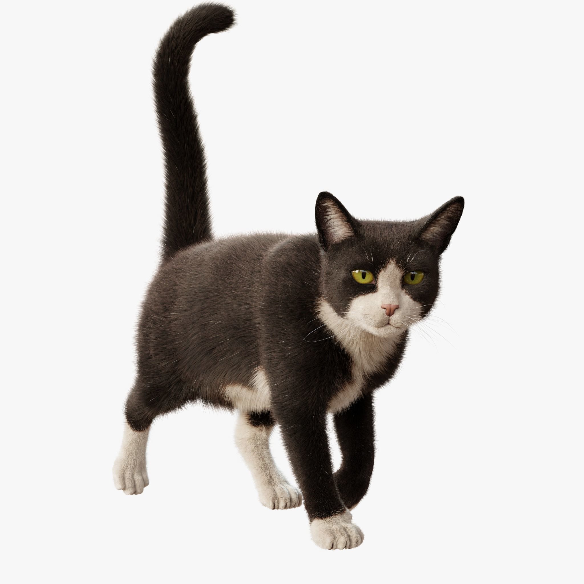  Cat Tuxedo Rigged Animated 3D model_5