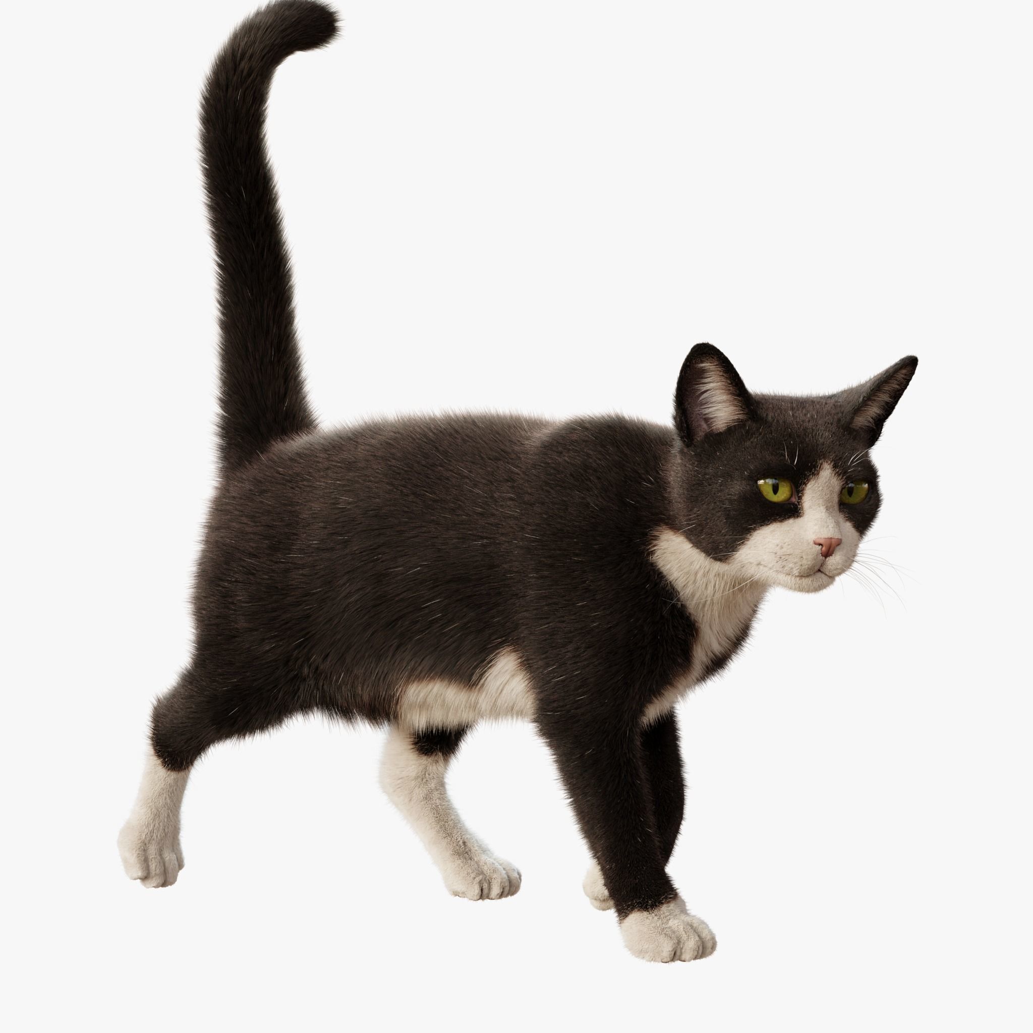  Cat Tuxedo Rigged Animated 3D model_4
