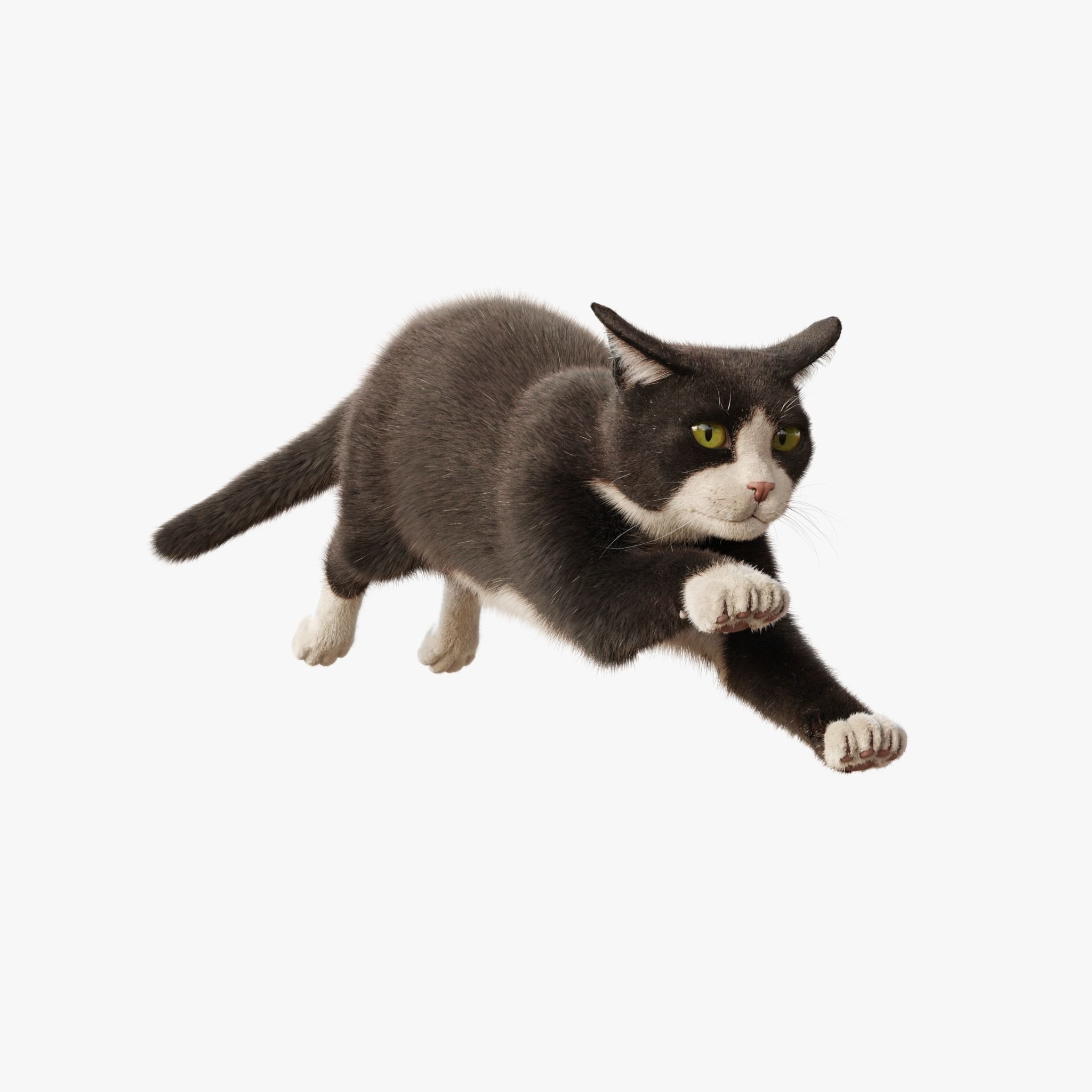  Cat Tuxedo Rigged Animated 3D model_9
