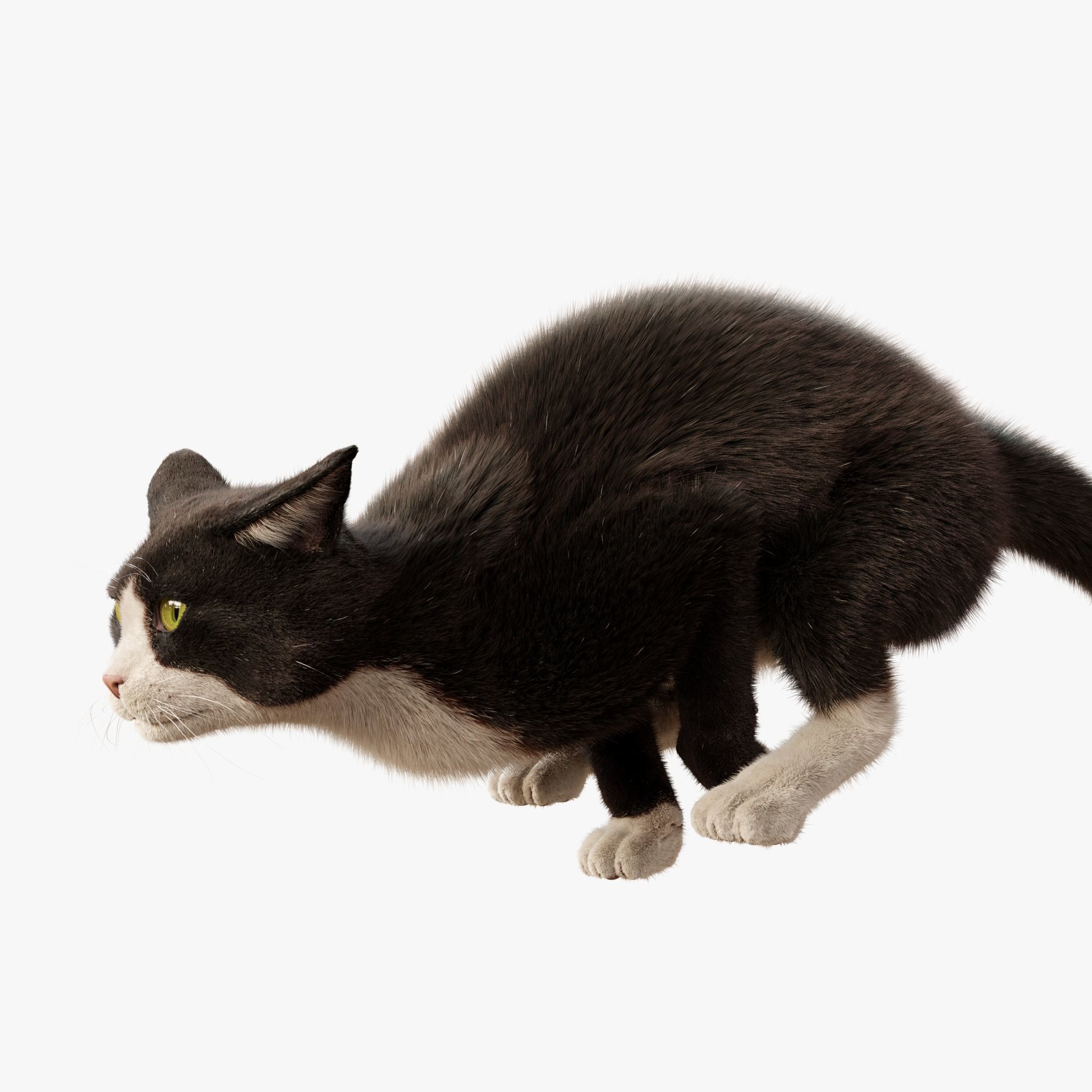  Cat Tuxedo Rigged Animated 3D model_6