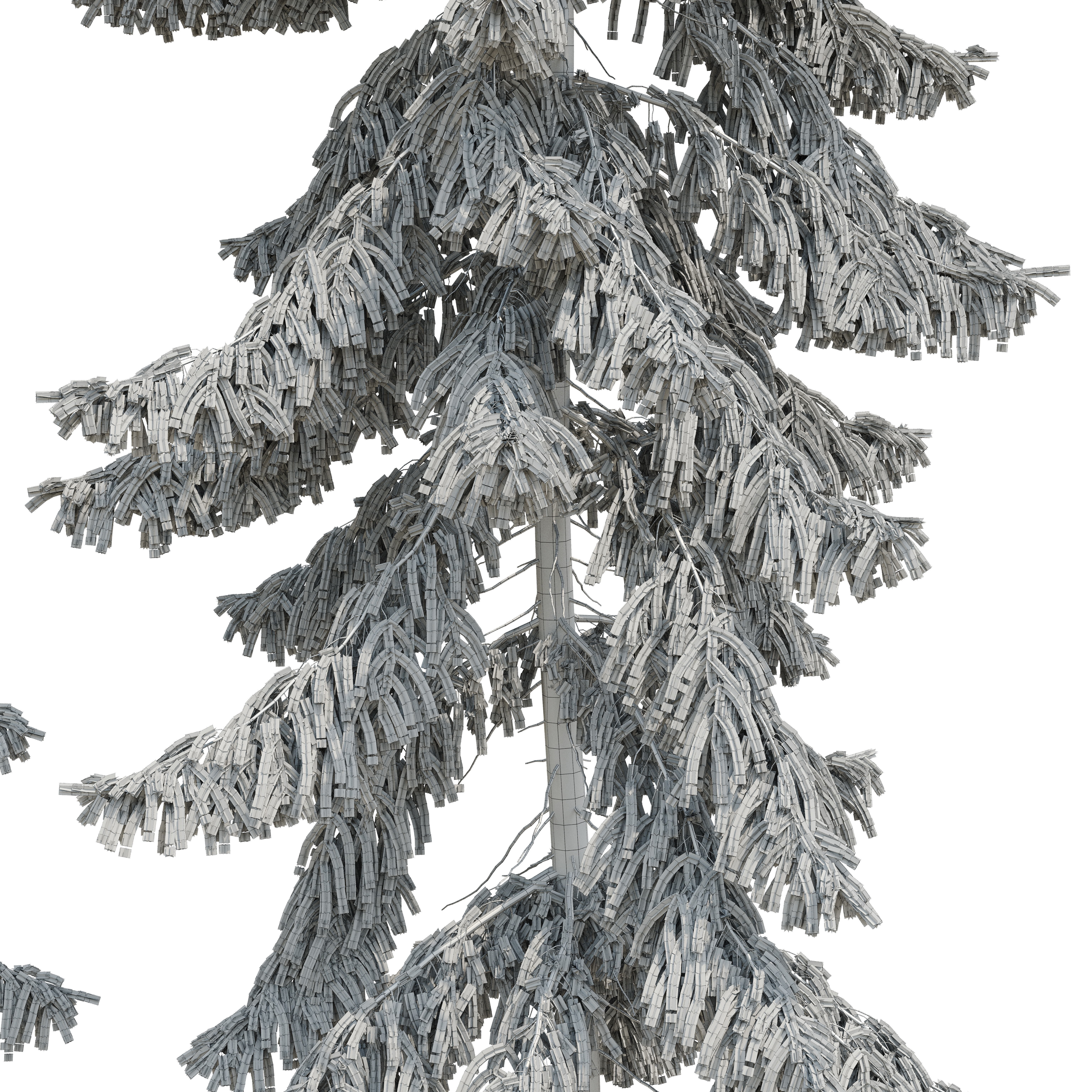 Spruce 23m 3D model_12