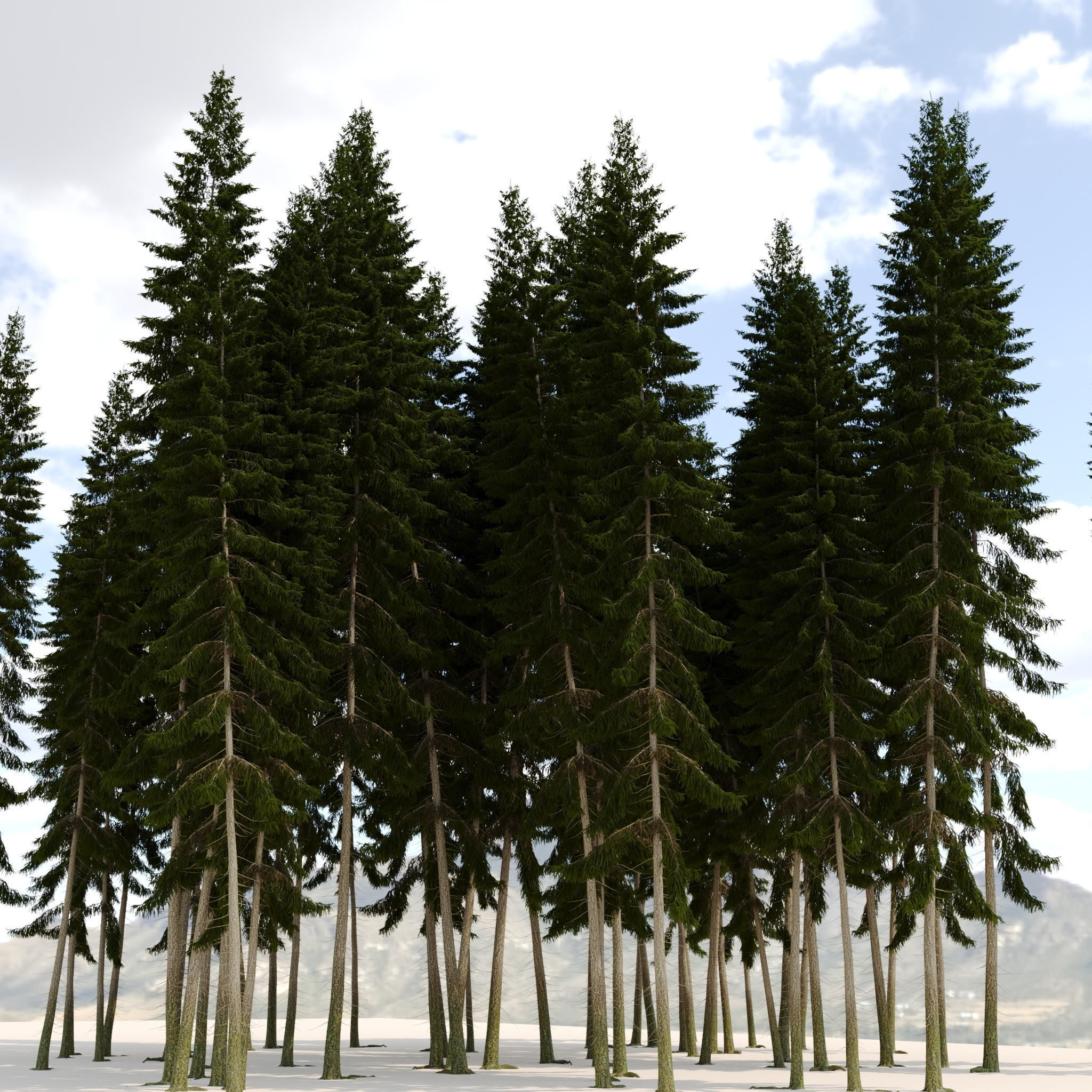 Spruce 23m 3D model_9