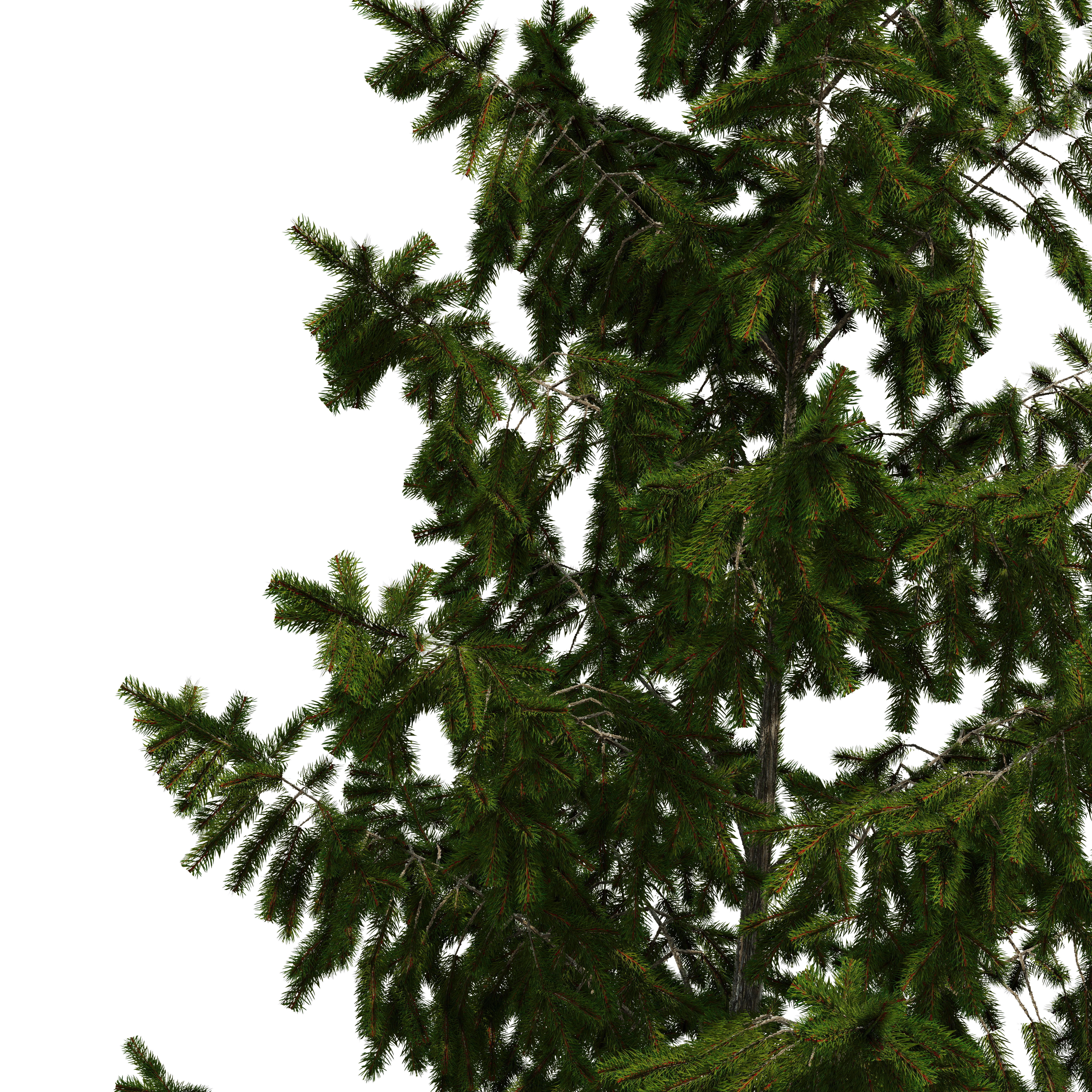 Spruce 23m 3D model_6