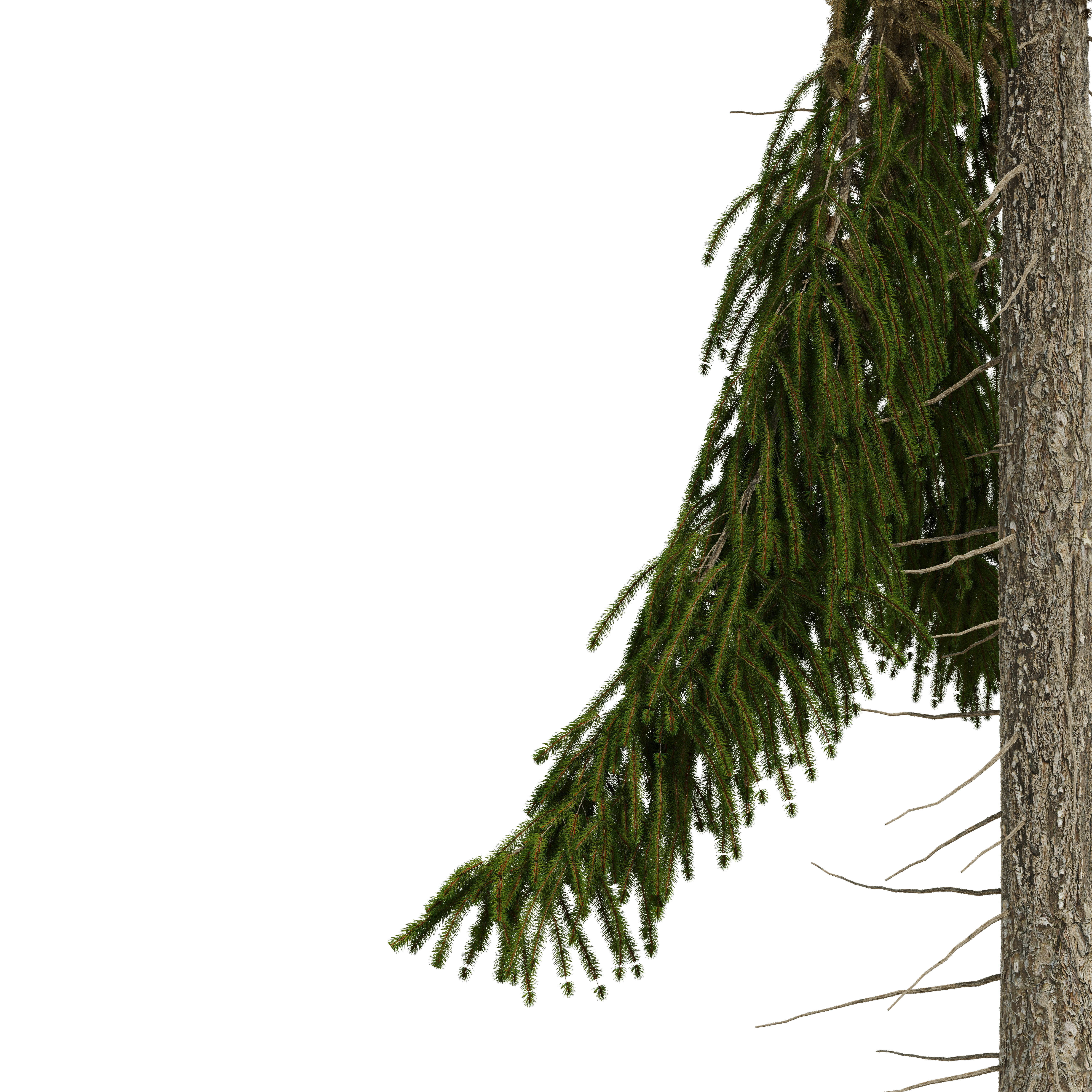 Spruce 23m 3D model_3