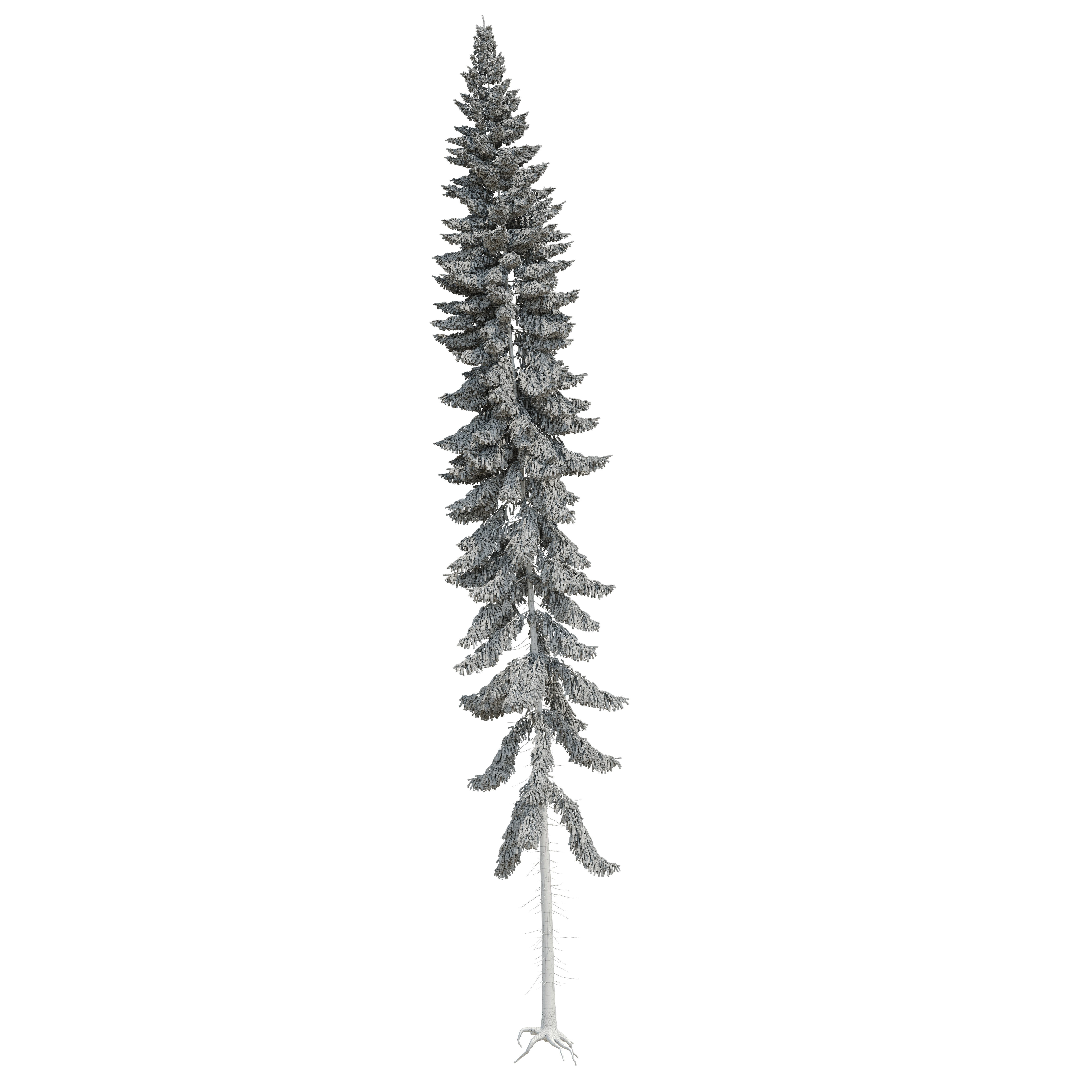 Spruce 23m 3D model_15