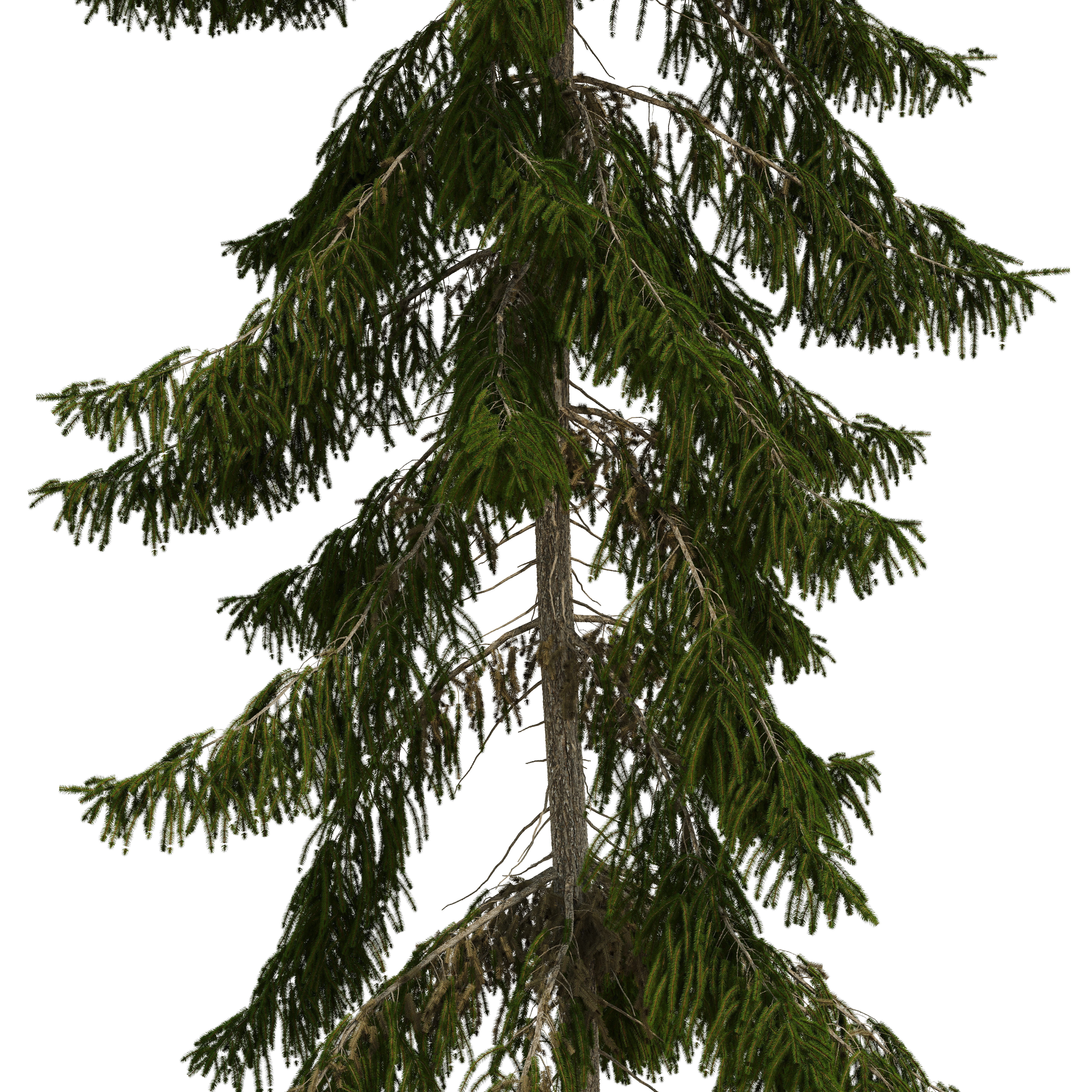 Spruce 23m 3D model_2
