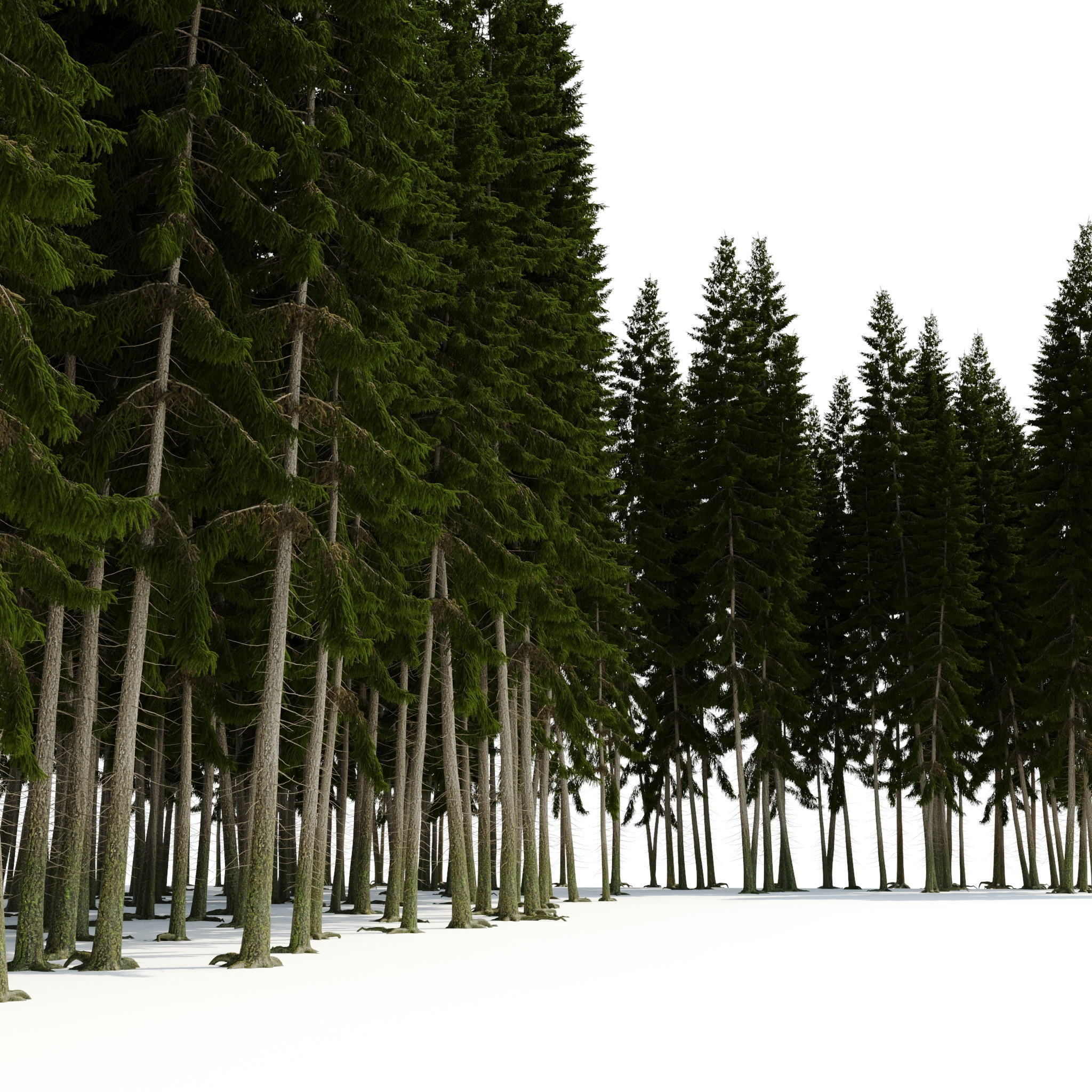 Spruce 23m 3D model_7
