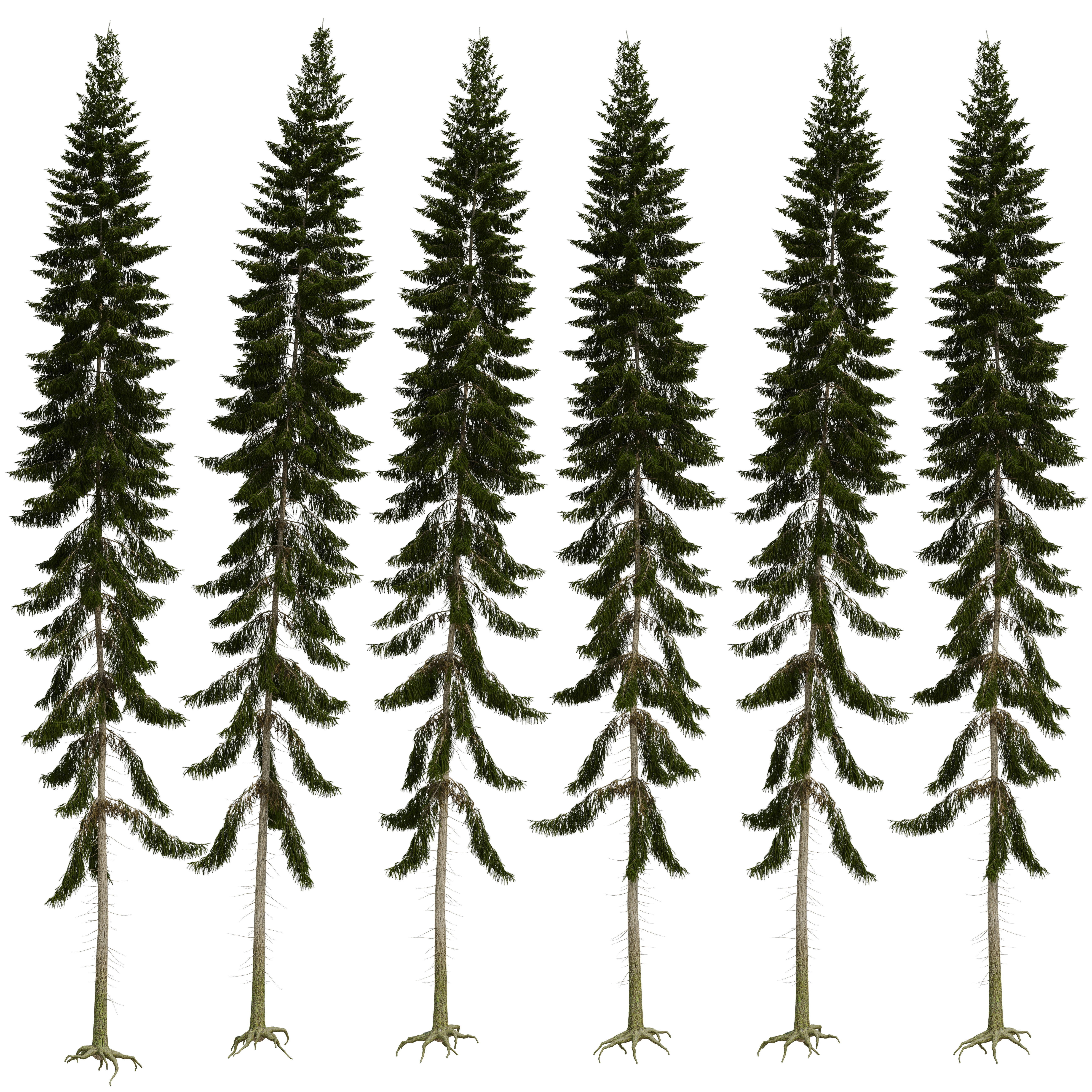 Spruce 23m 3D model_1