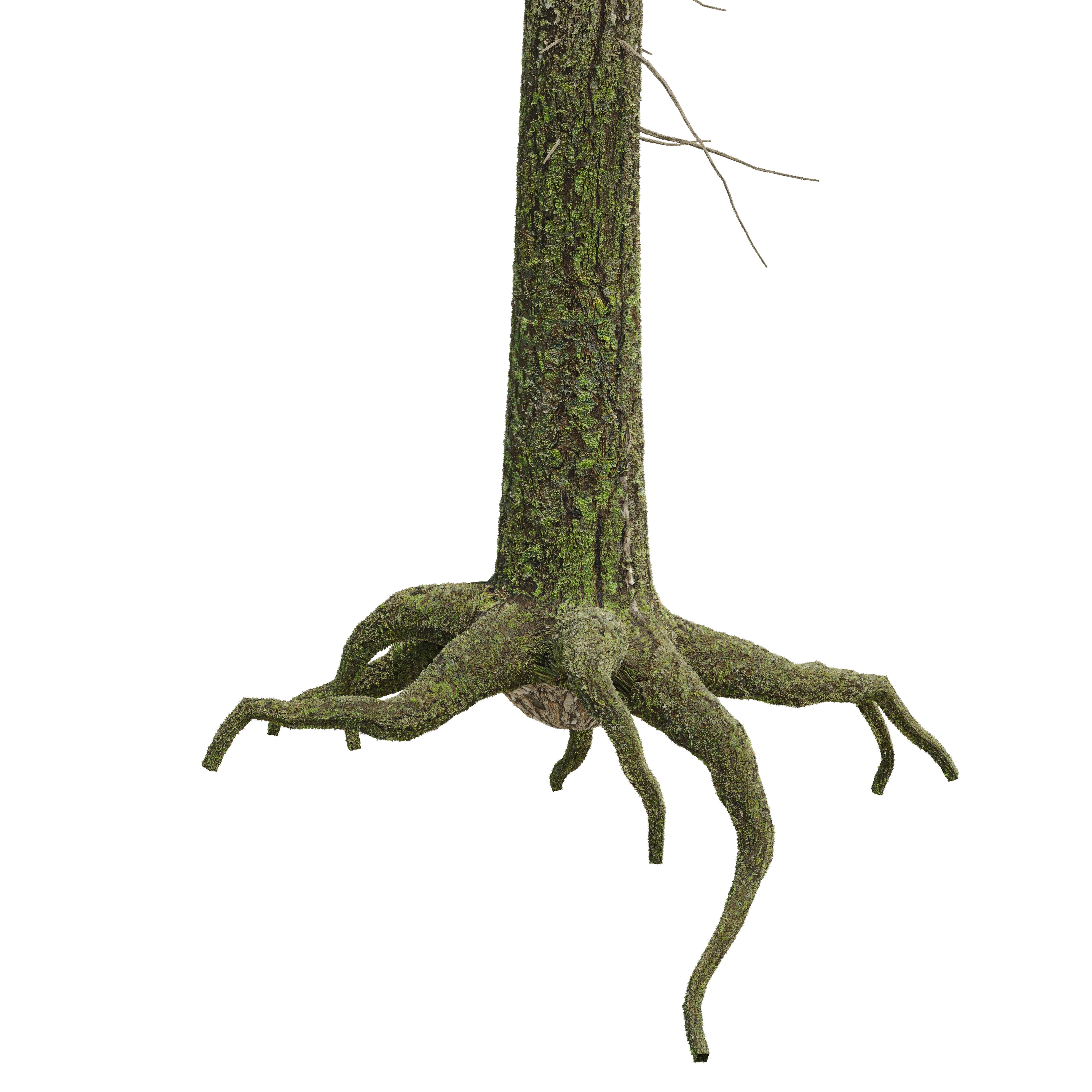 Spruce 23m 3D model_5