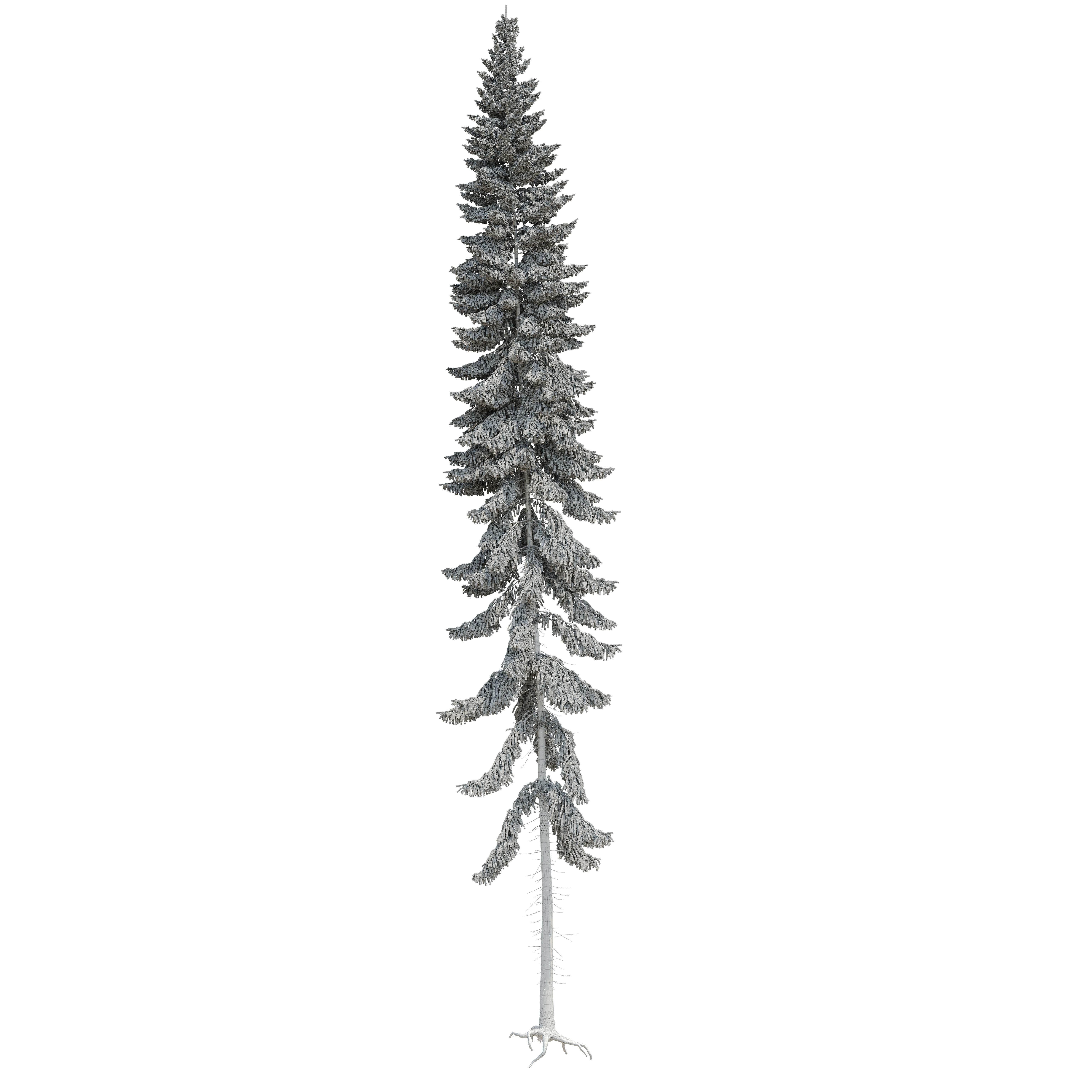Spruce 23m 3D model_14
