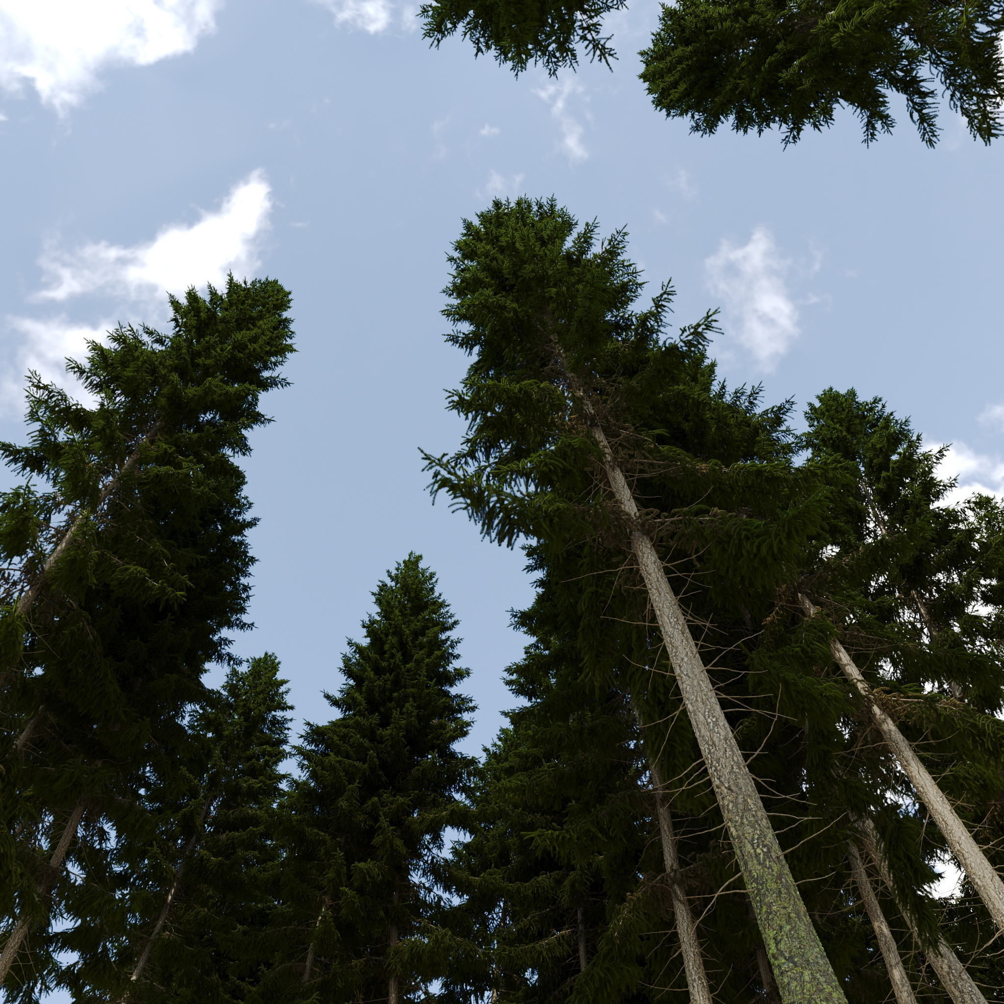 Spruce 23m 3D model_8