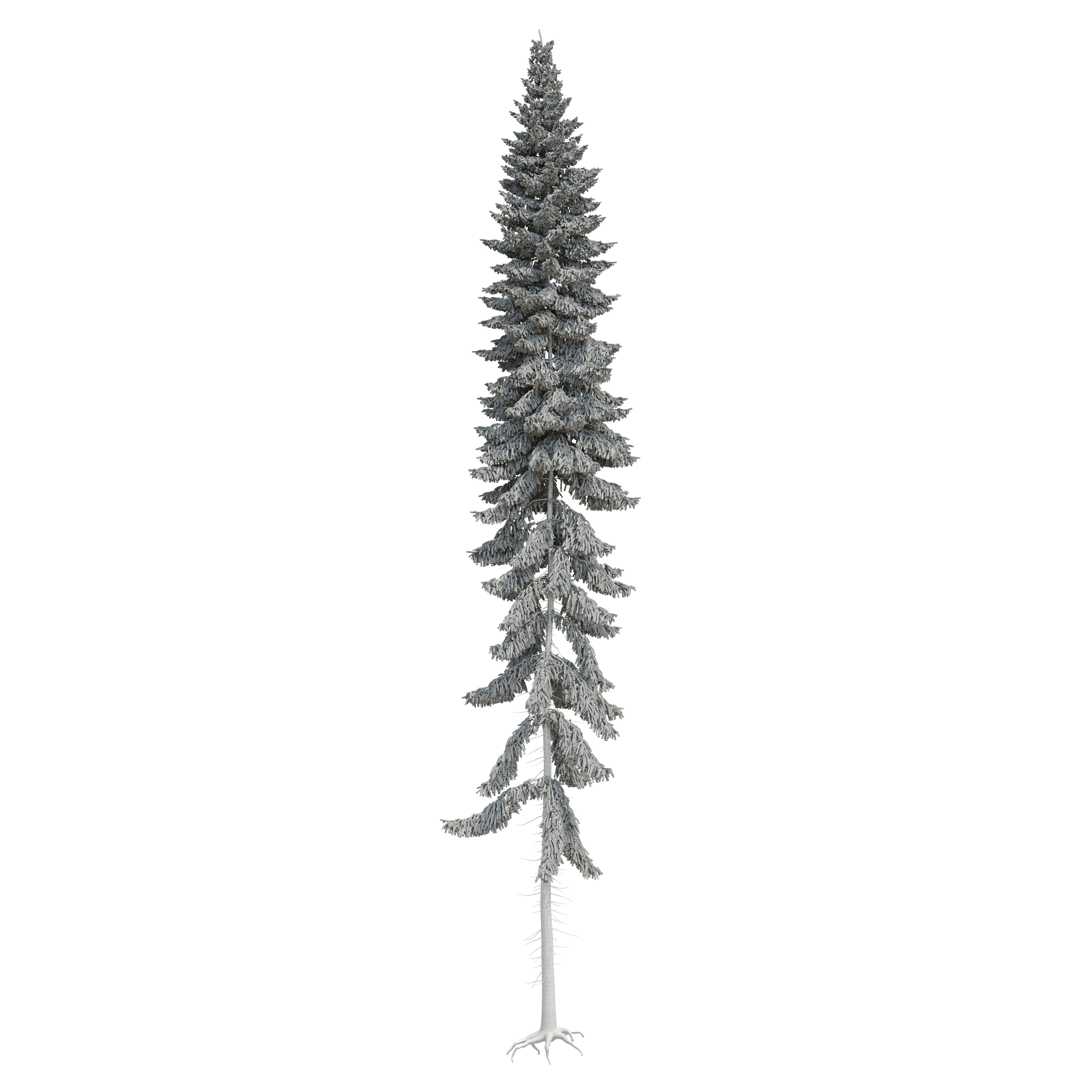 Spruce 23m 3D model_17