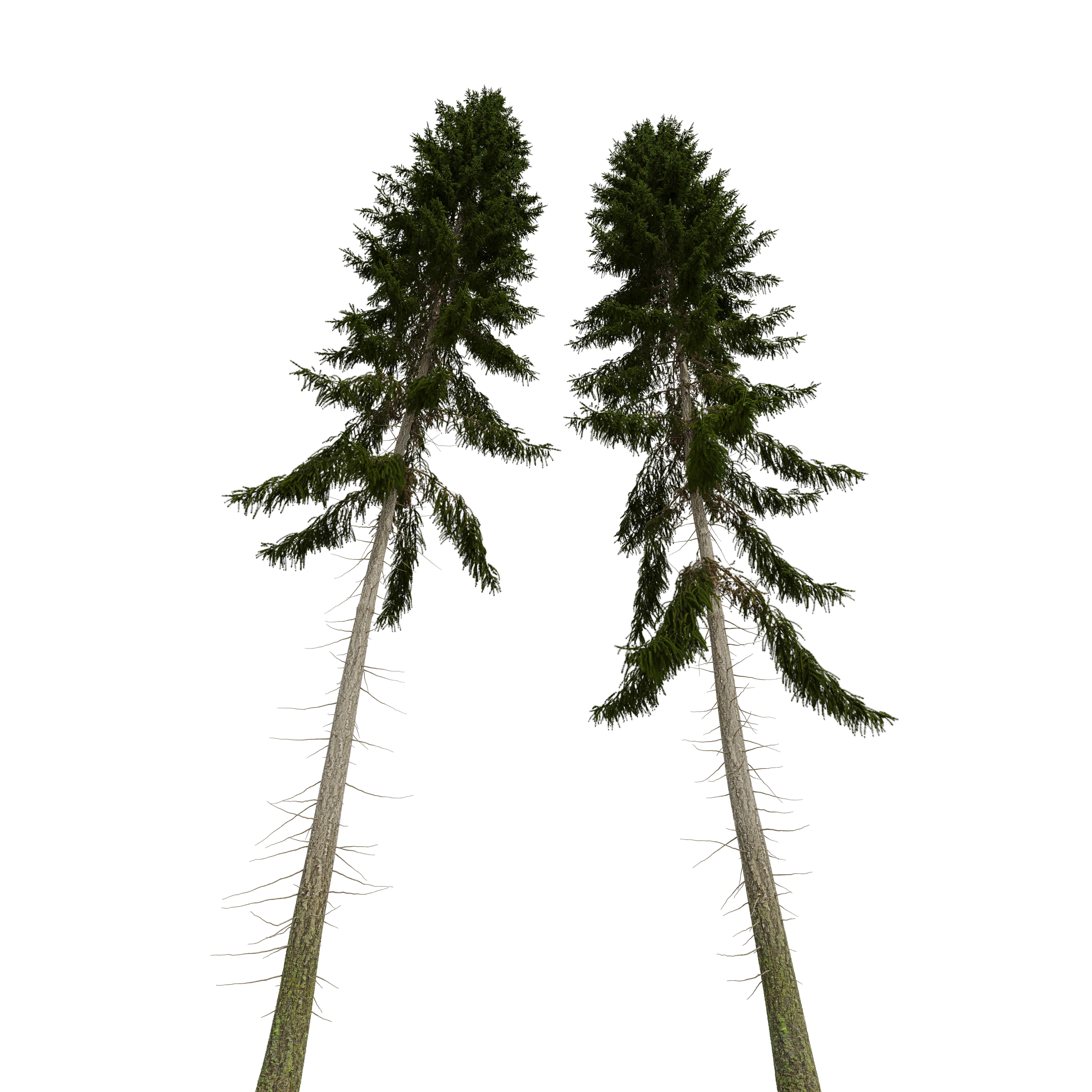 Spruce 23m 3D model_4