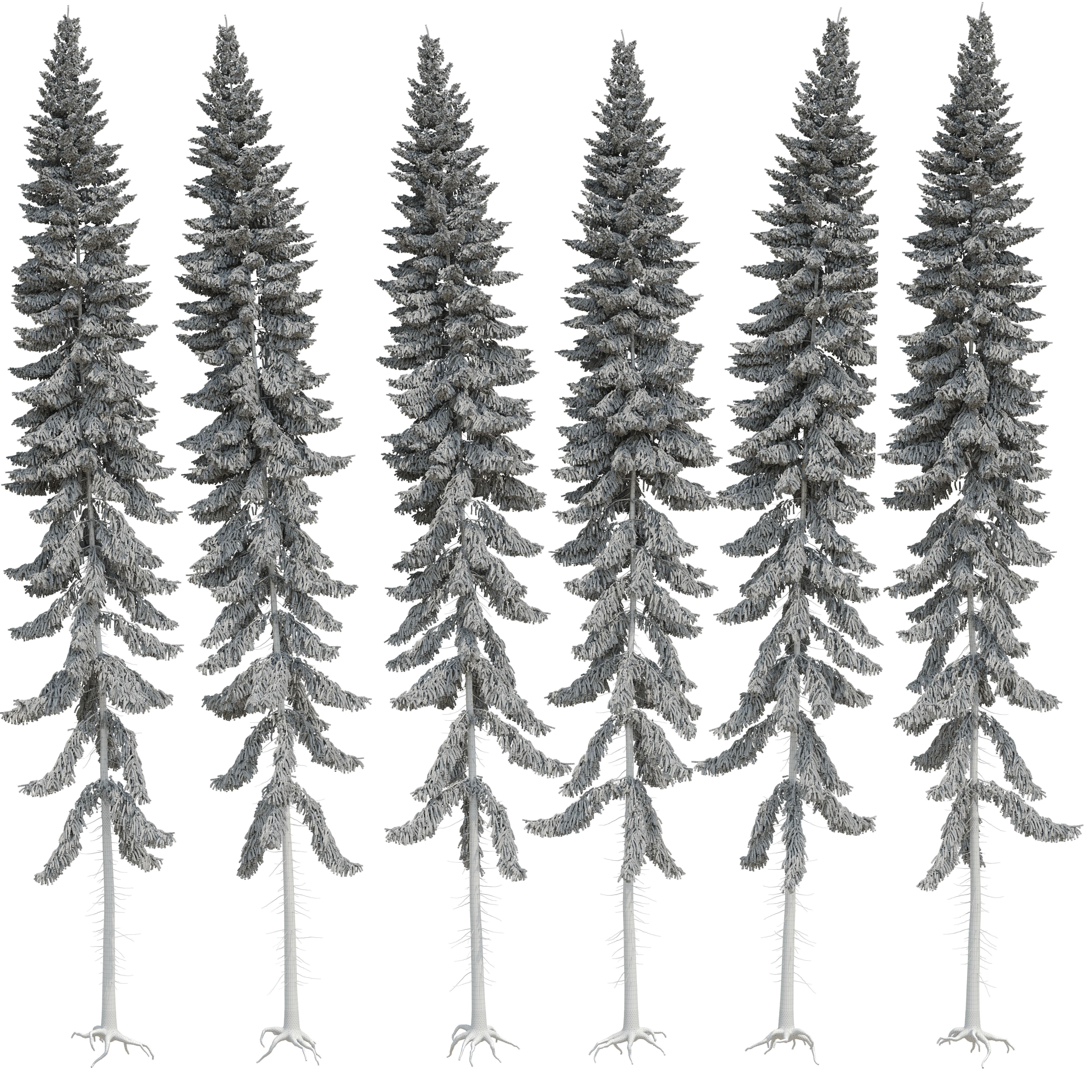 Spruce 23m 3D model_20