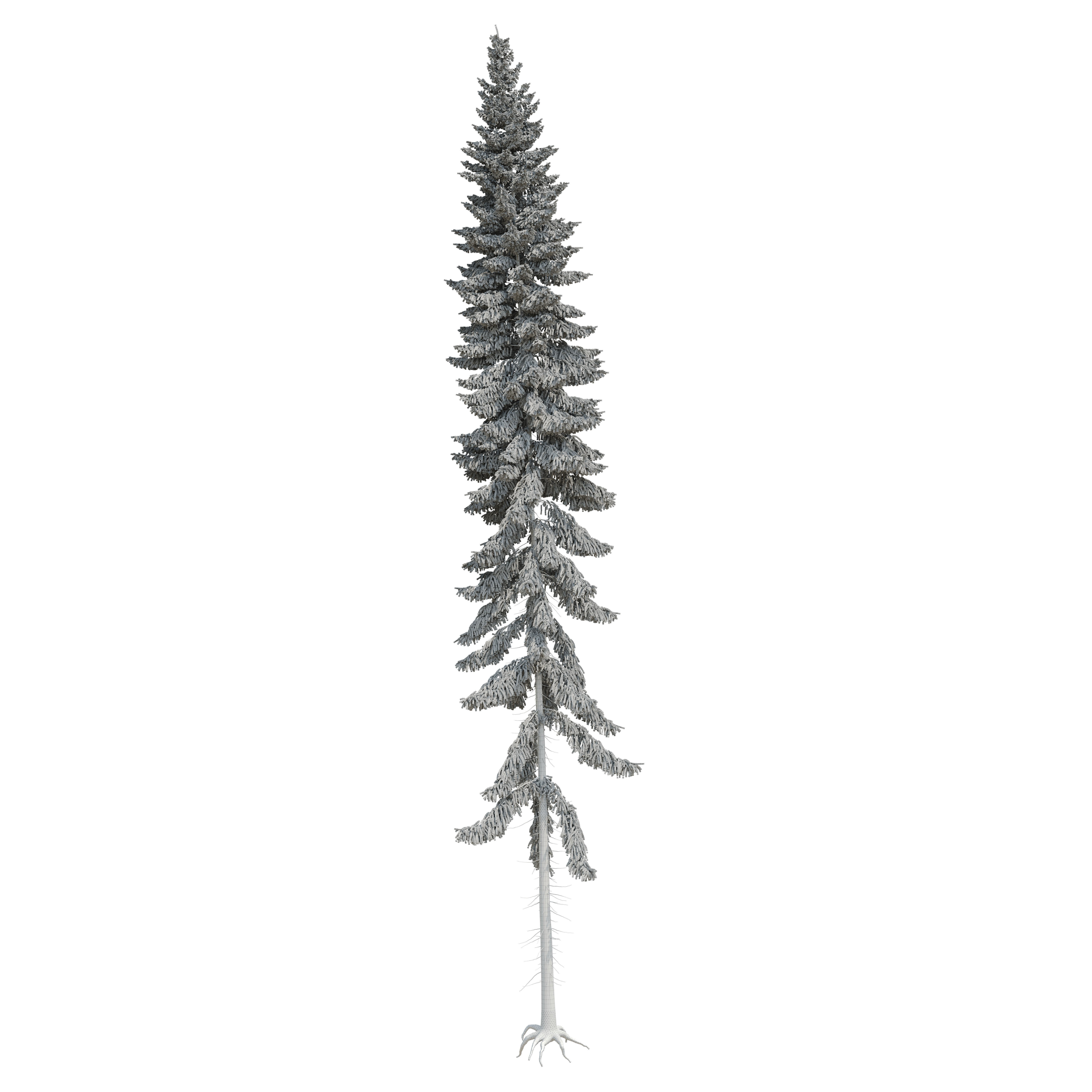 Spruce 23m 3D model_16