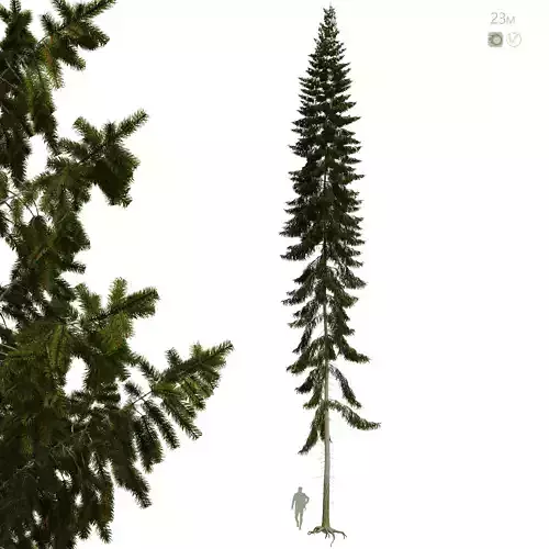 Spruce 23m 3D model