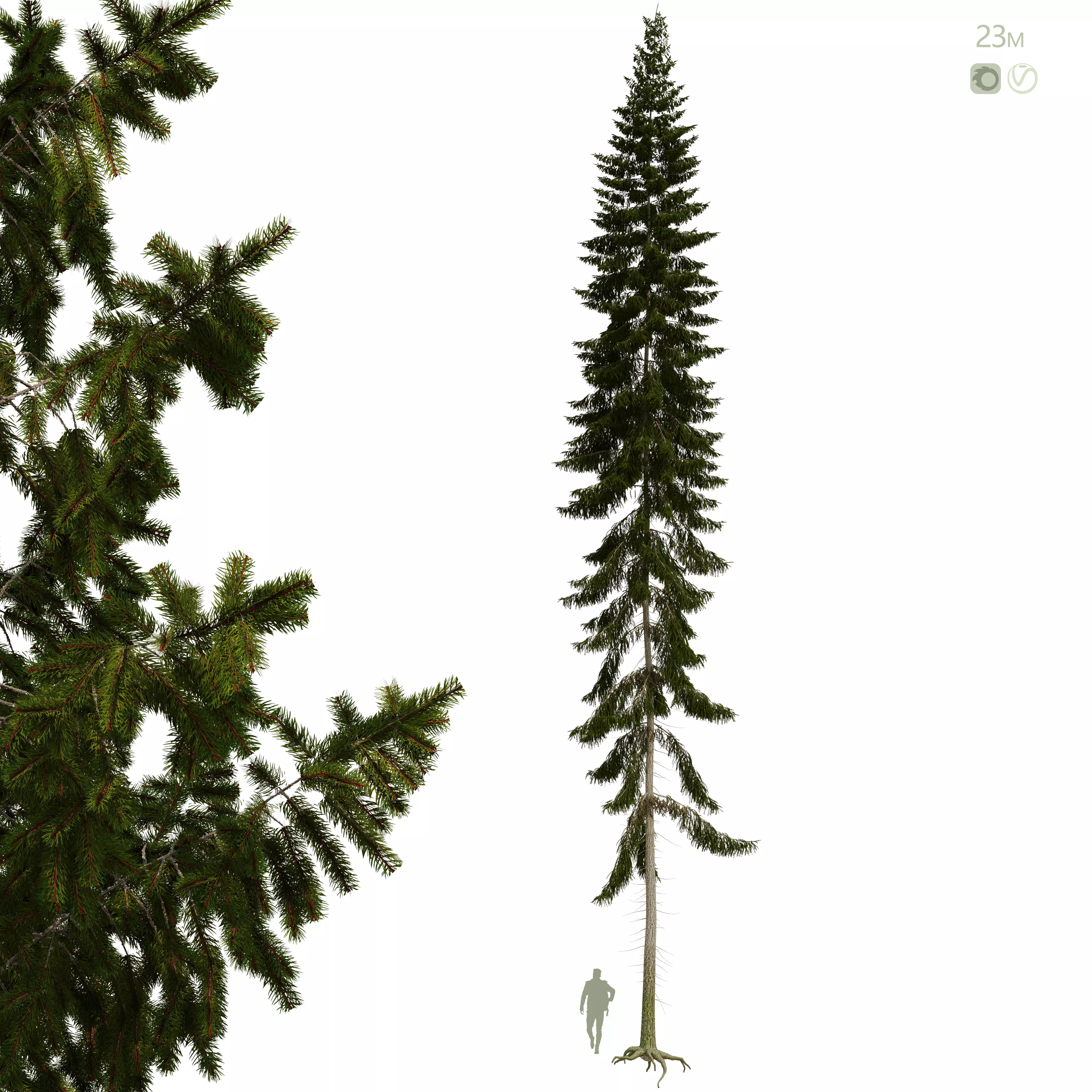 Spruce 23m 3D model_0