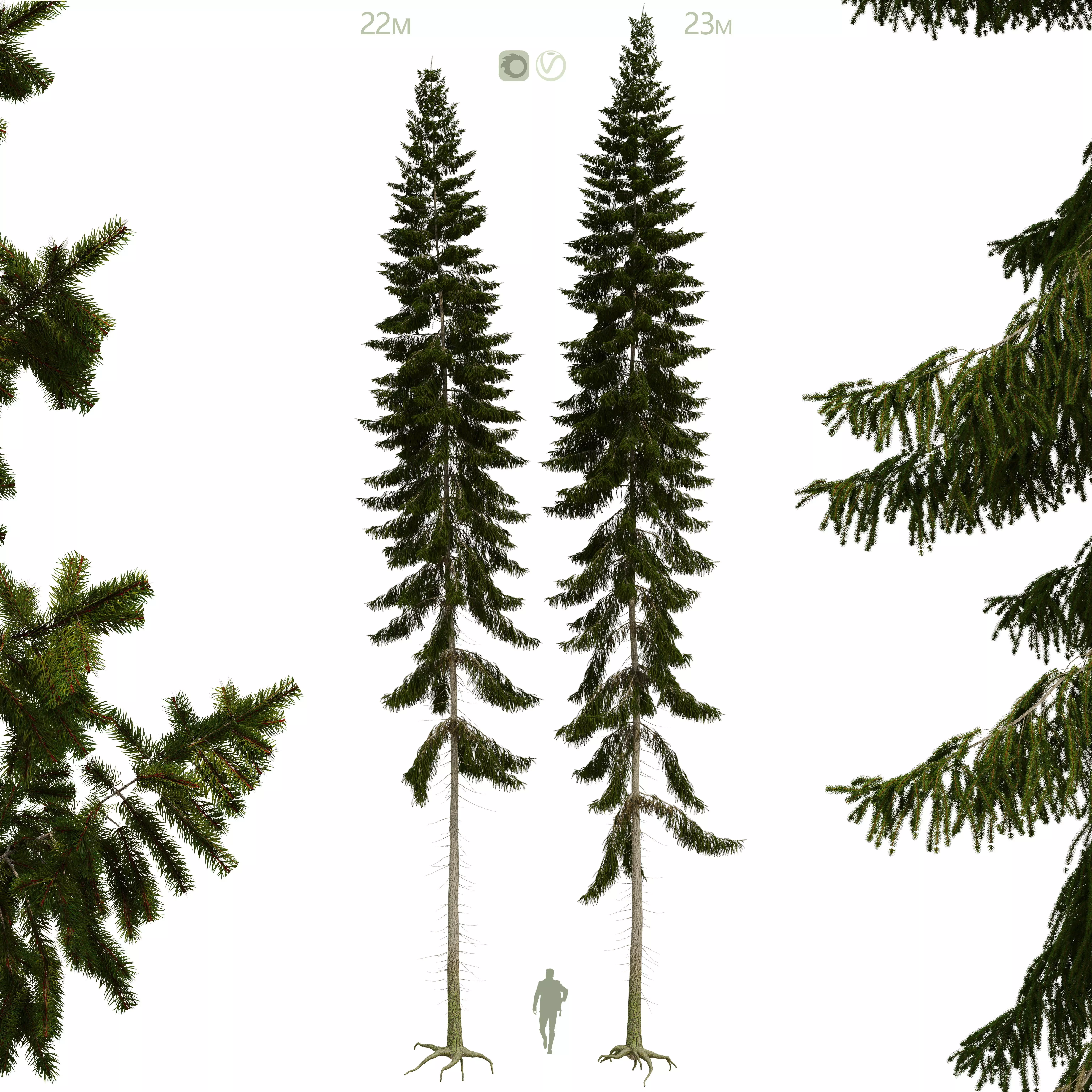 Spruce 22m and 23m 3D model