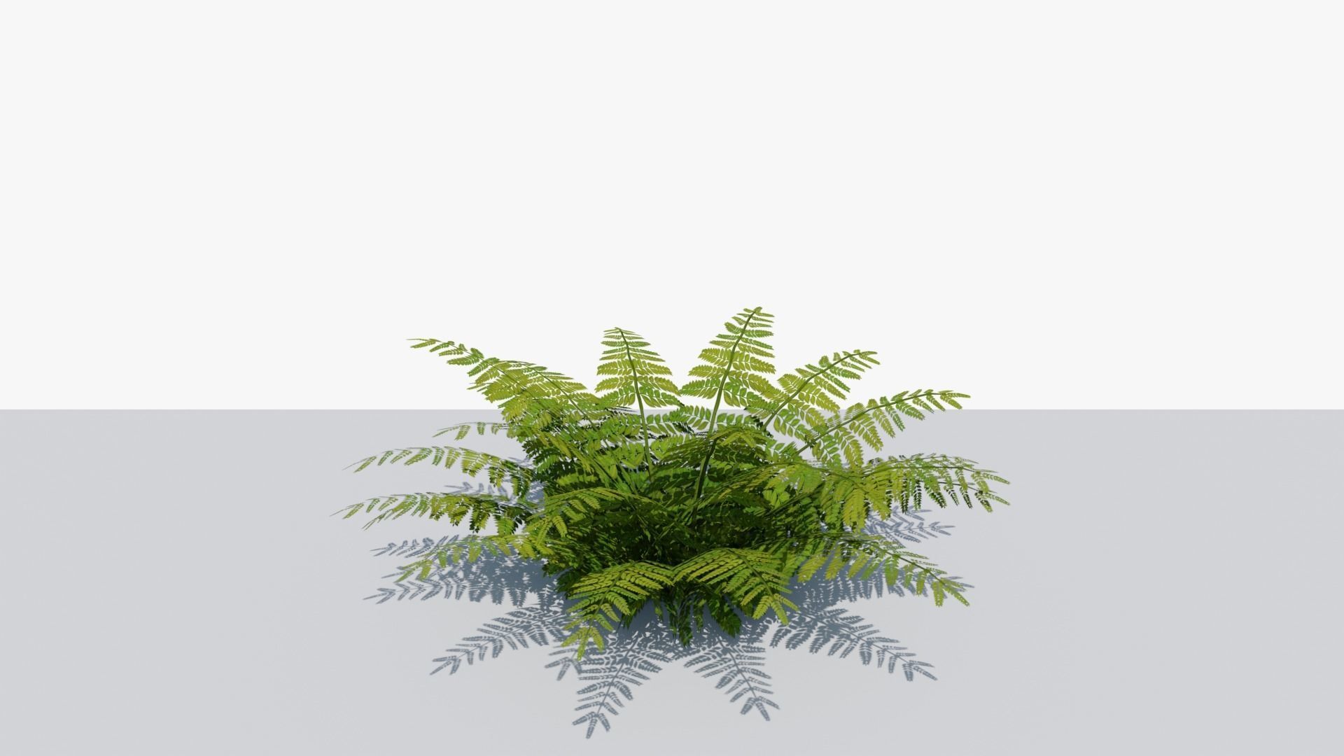Fern Bush v1 Low-poly 3D model_1