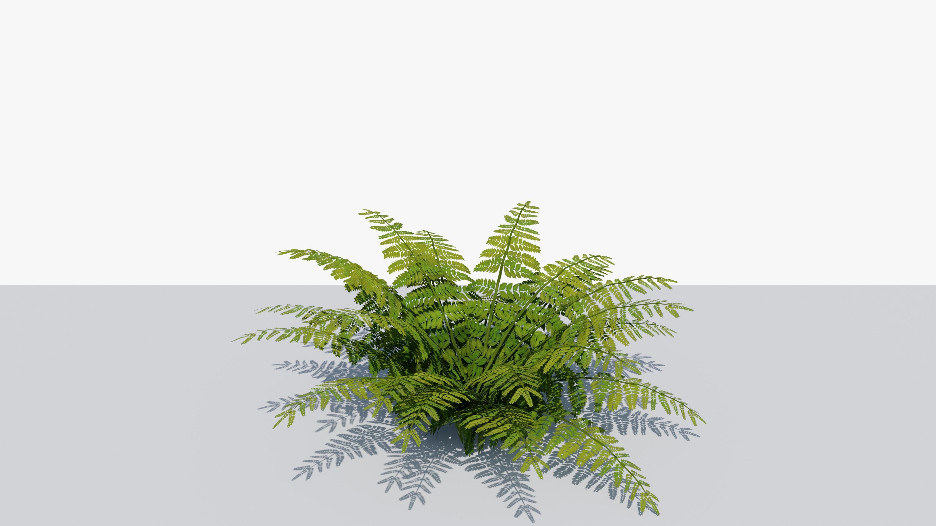 Fern Bush v1 Low-poly 3D model_7