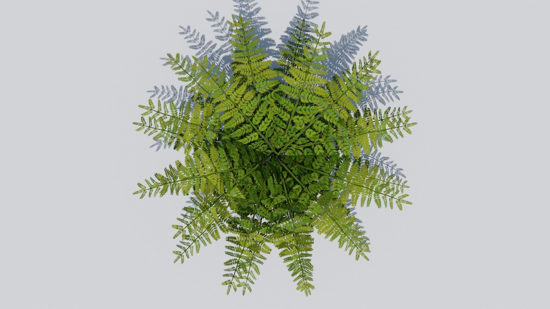 Fern Bush v1 Low-poly 3D model_9