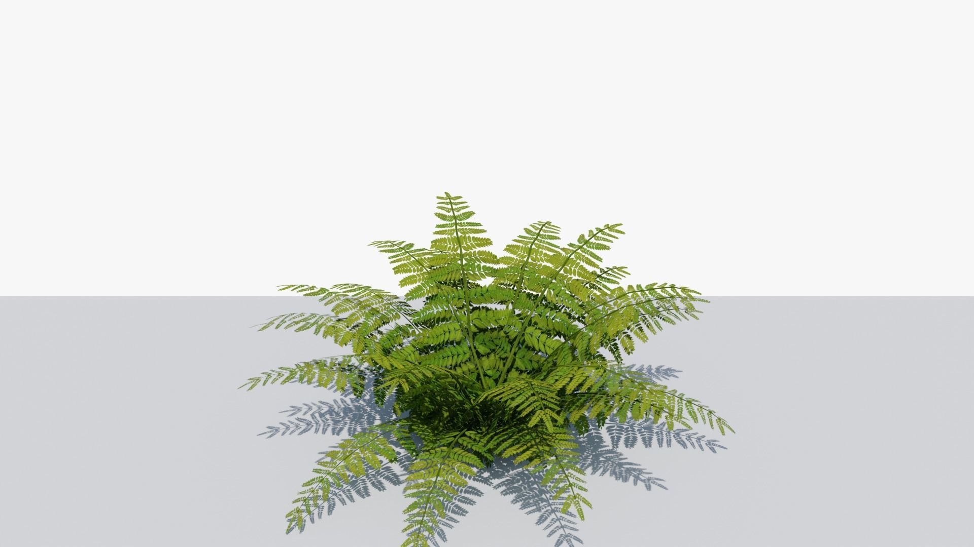 Fern Bush v1 Low-poly 3D model_5