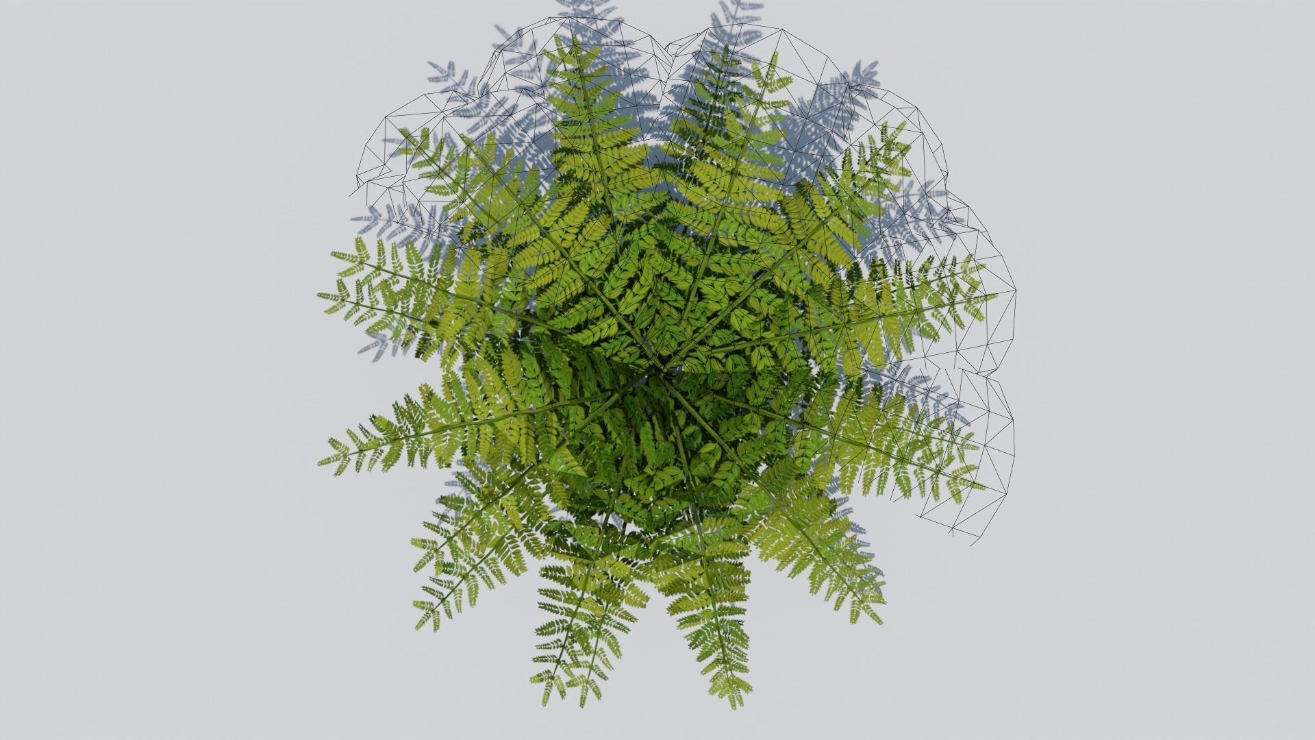 Fern Bush v1 Low-poly 3D model_11